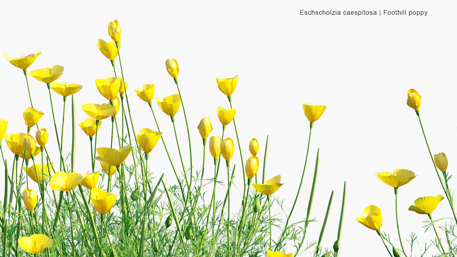 Eschscholzia Caespitosa - Foothill Poppy, Tufted Poppy, Collarless California Poppy (3D Model)