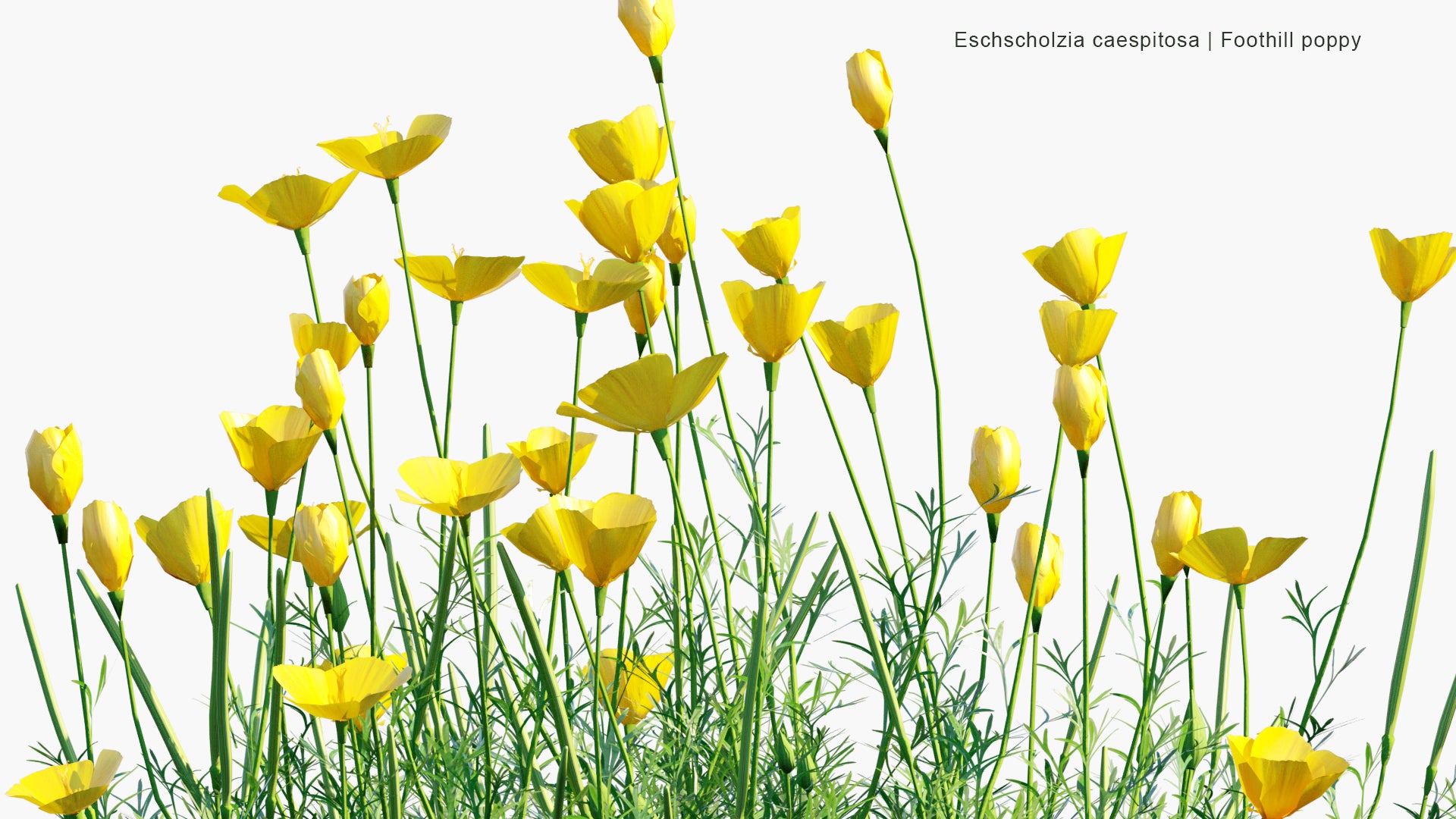 Low Poly Eschscholzia Caespitosa - Foothill Poppy, Tufted Poppy, Collarless California Poppy (3D Model)