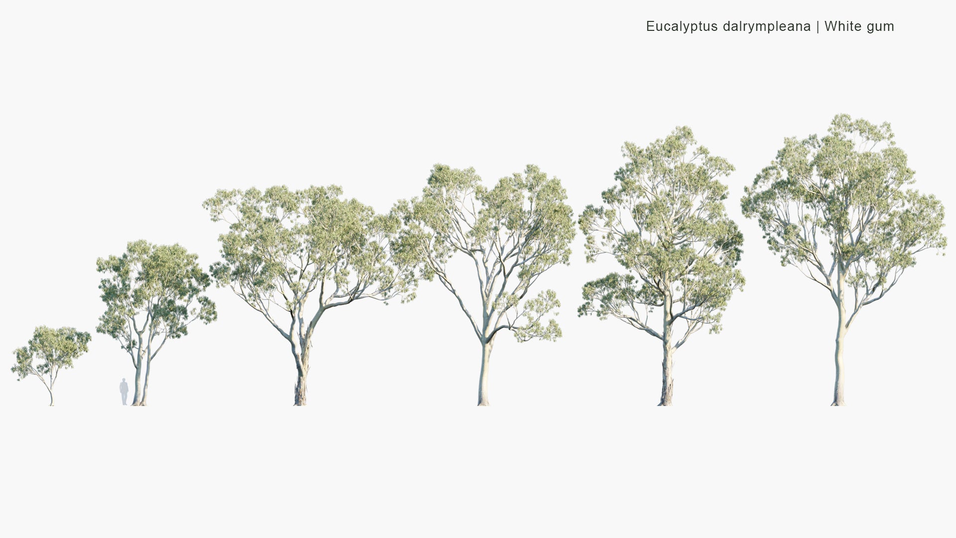 Eucalyptus Dalrympleana 3D Model