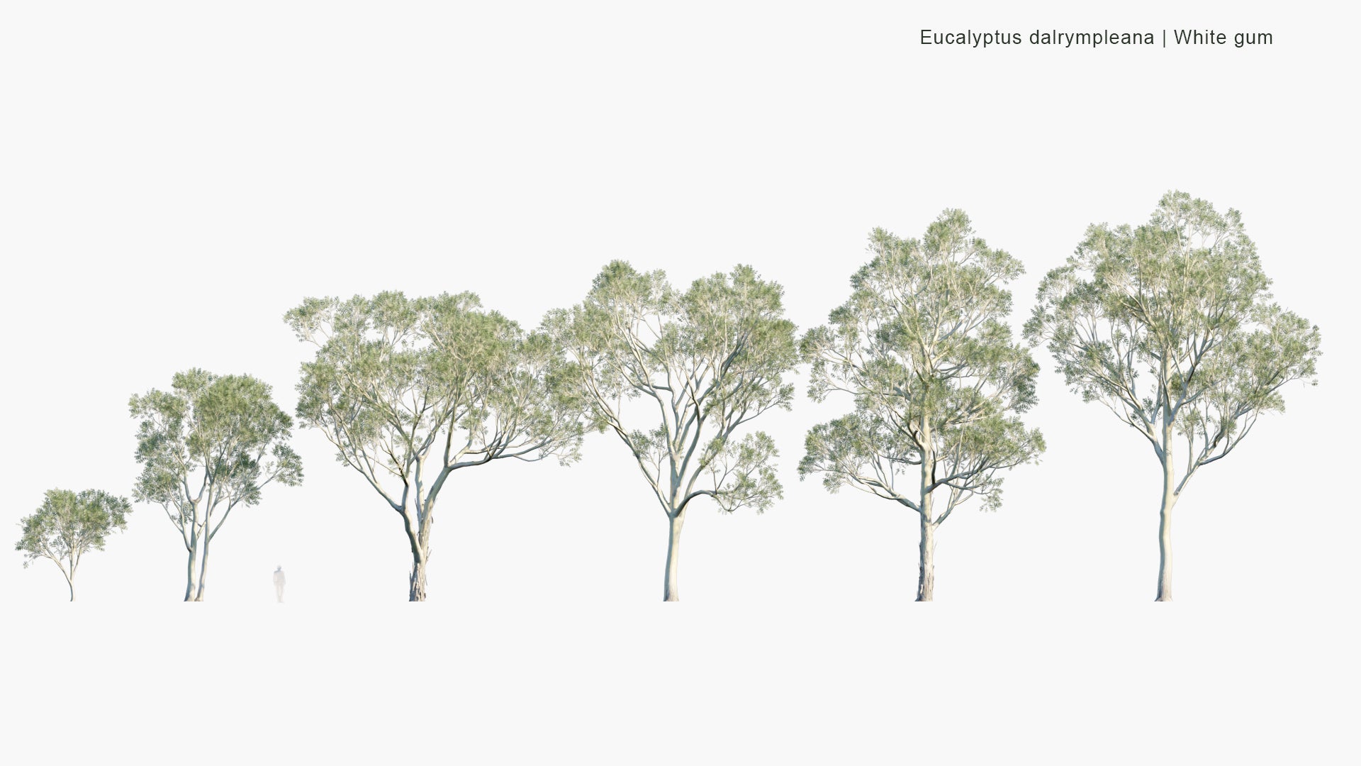 Low Poly Eucalyptus Dalrympleana - Mountain Gum, Mountain White Gum, White Gum, Broad-leaved Ribbon Gum (3D Model)