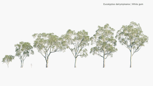 Eucalyptus Dalrympleana 