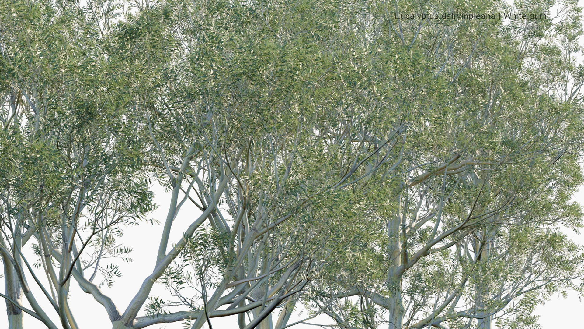 Low Poly Eucalyptus Dalrympleana - Mountain Gum, Mountain White Gum, White Gum, Broad-leaved Ribbon Gum (3D Model)