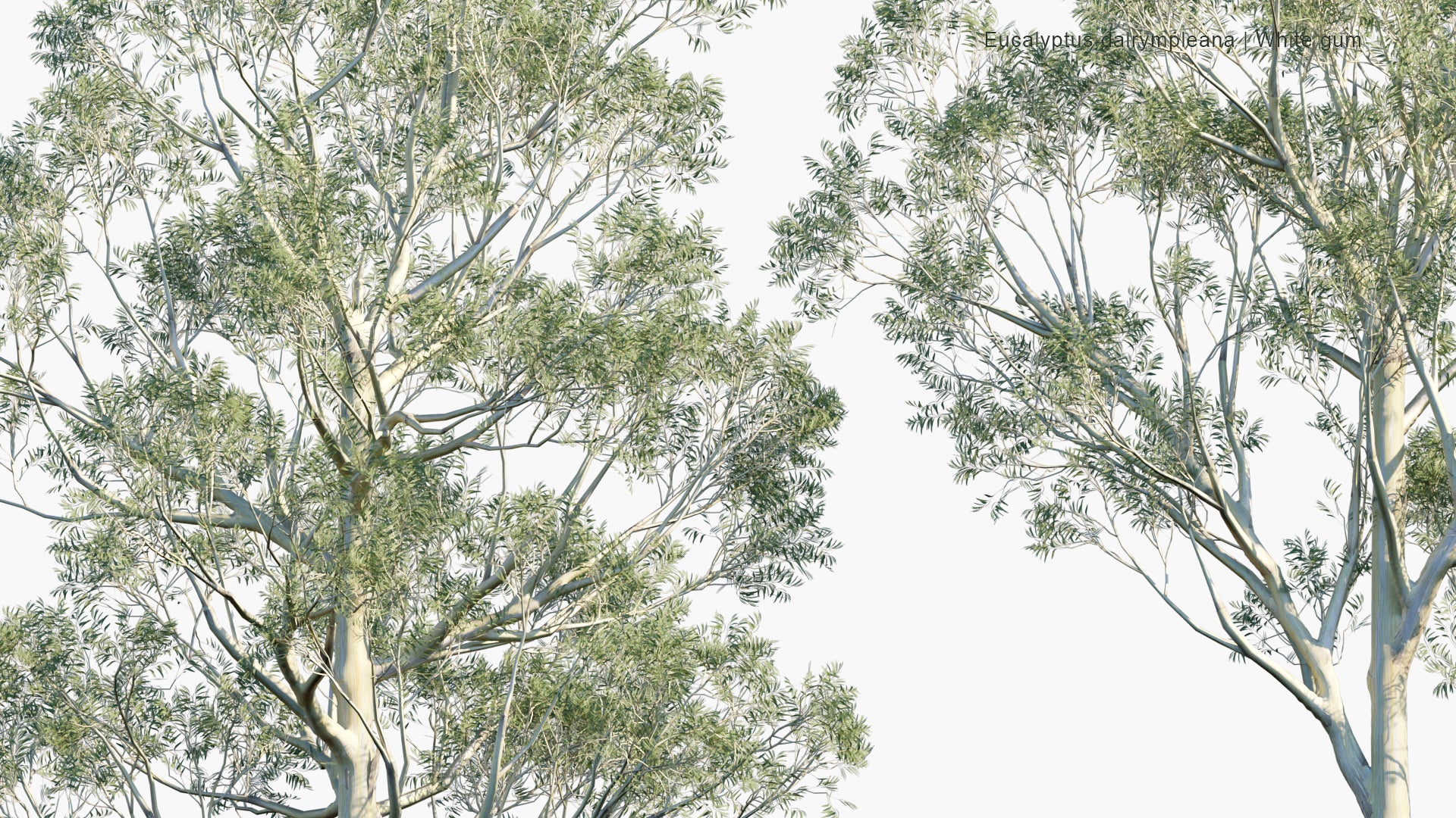 Low Poly Eucalyptus Dalrympleana - Mountain Gum, Mountain White Gum, White Gum, Broad-leaved Ribbon Gum (3D Model)