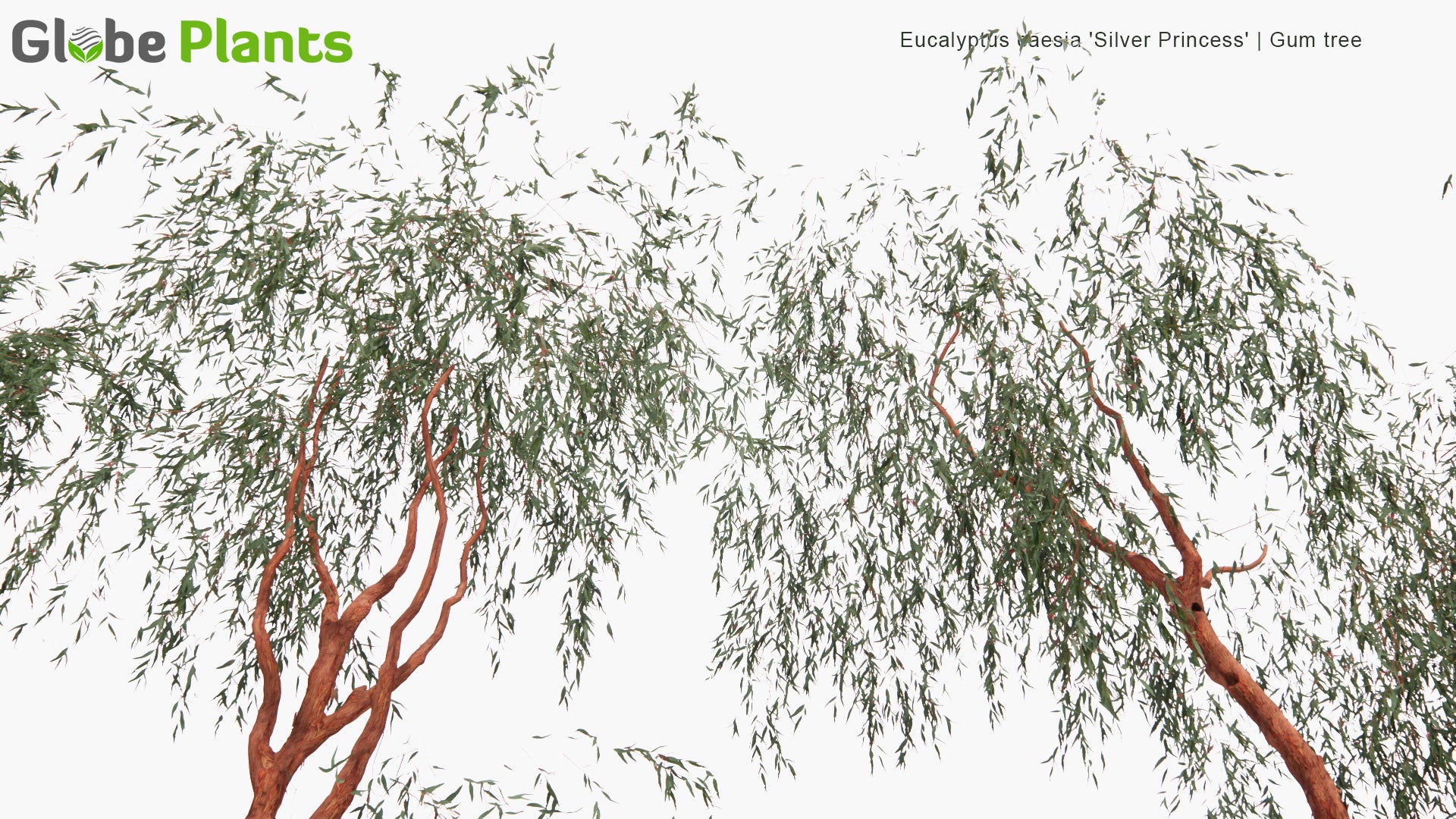 Low Poly Eucalyptus Caesia 'Silver Princess' - Gum Tree (3D Model)