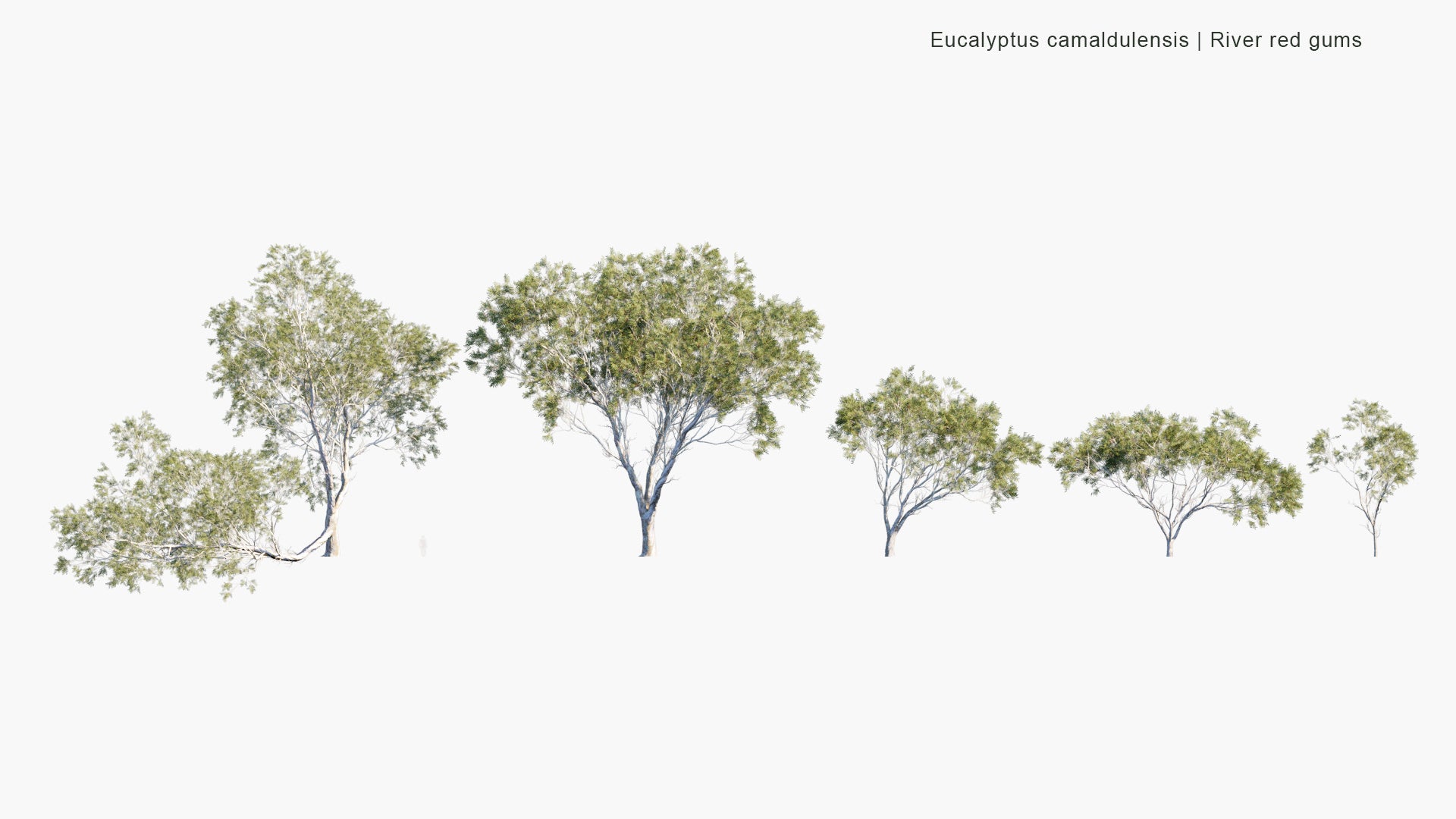 Low Poly Eucalyptus Camaldulensis - River Red Gum (3D Model)
