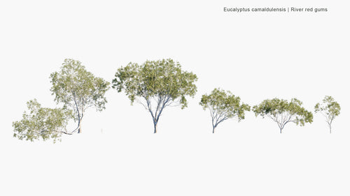 Eucalyptus Camaldulensis 