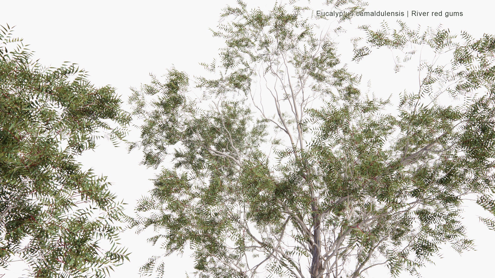 River Red Gums River Red Gum (Eucalyptus Camaldulensis) (Myrtaceae)