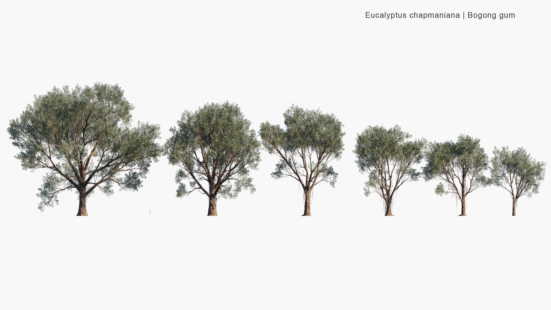 Low Poly Eucalyptus Chapmaniana - Bogong Gum (3D Model)