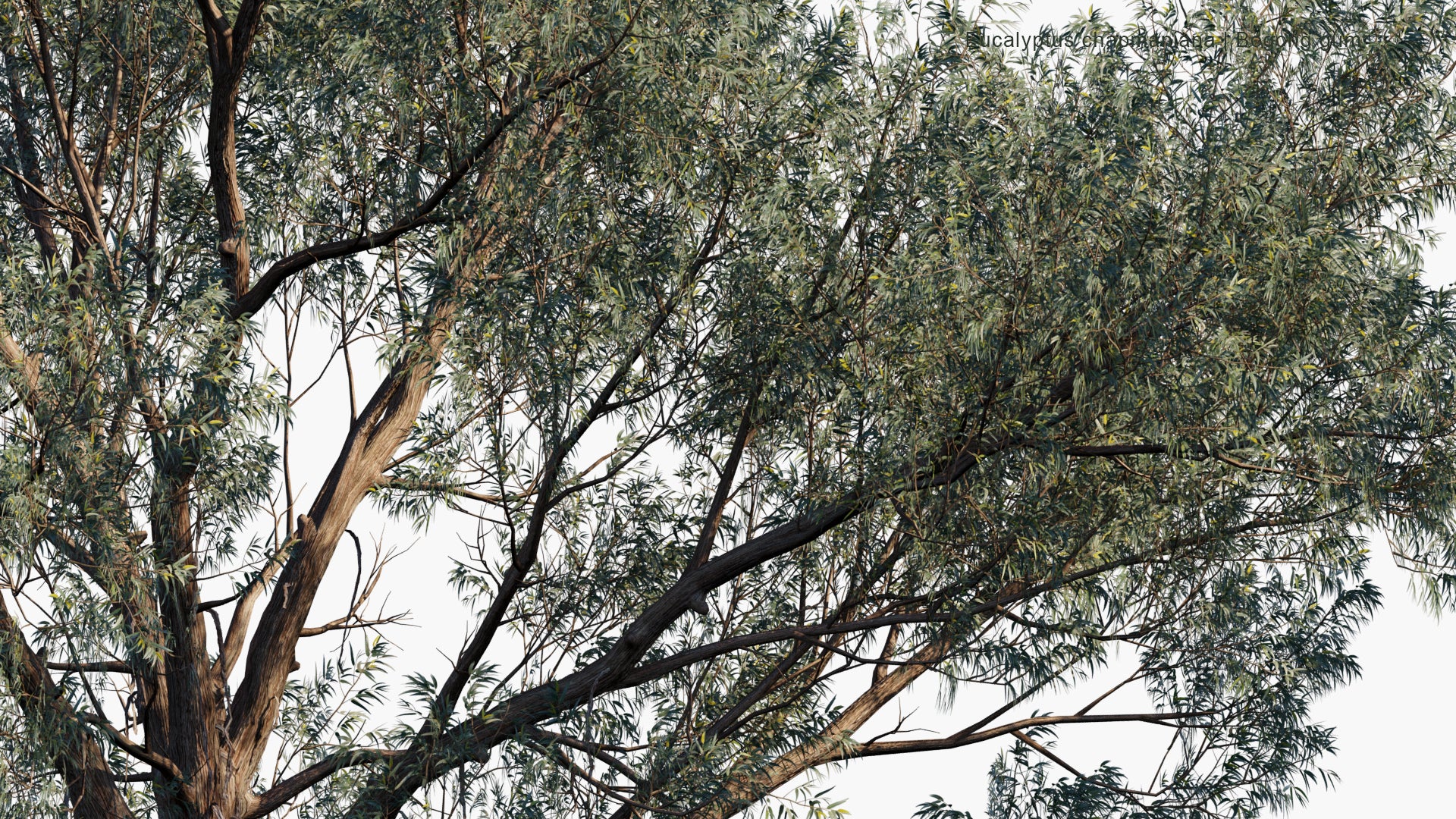 Low Poly Eucalyptus Chapmaniana - Bogong Gum (3D Model)