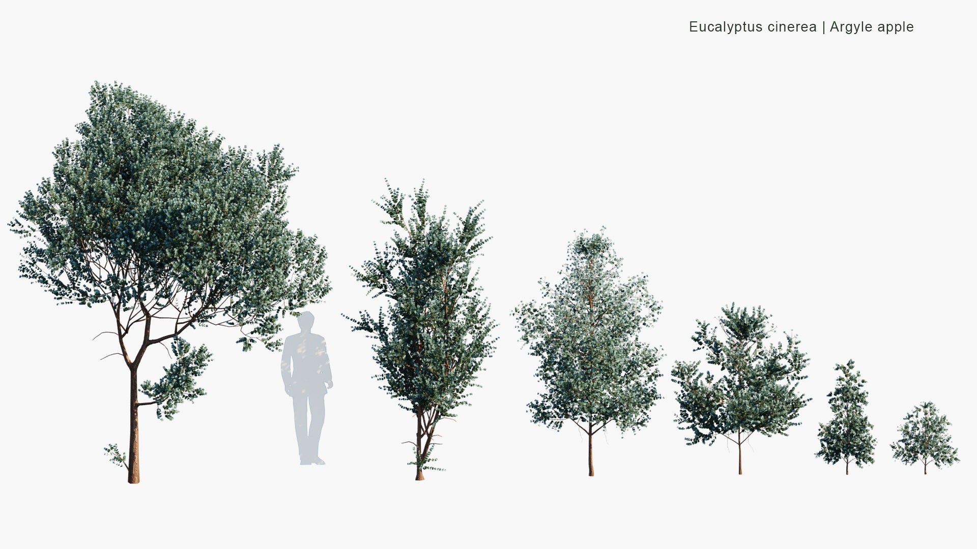 Low Poly Eucalyptus Cinerea - Argyle Apple, Mealy Stringbark (3D Model)