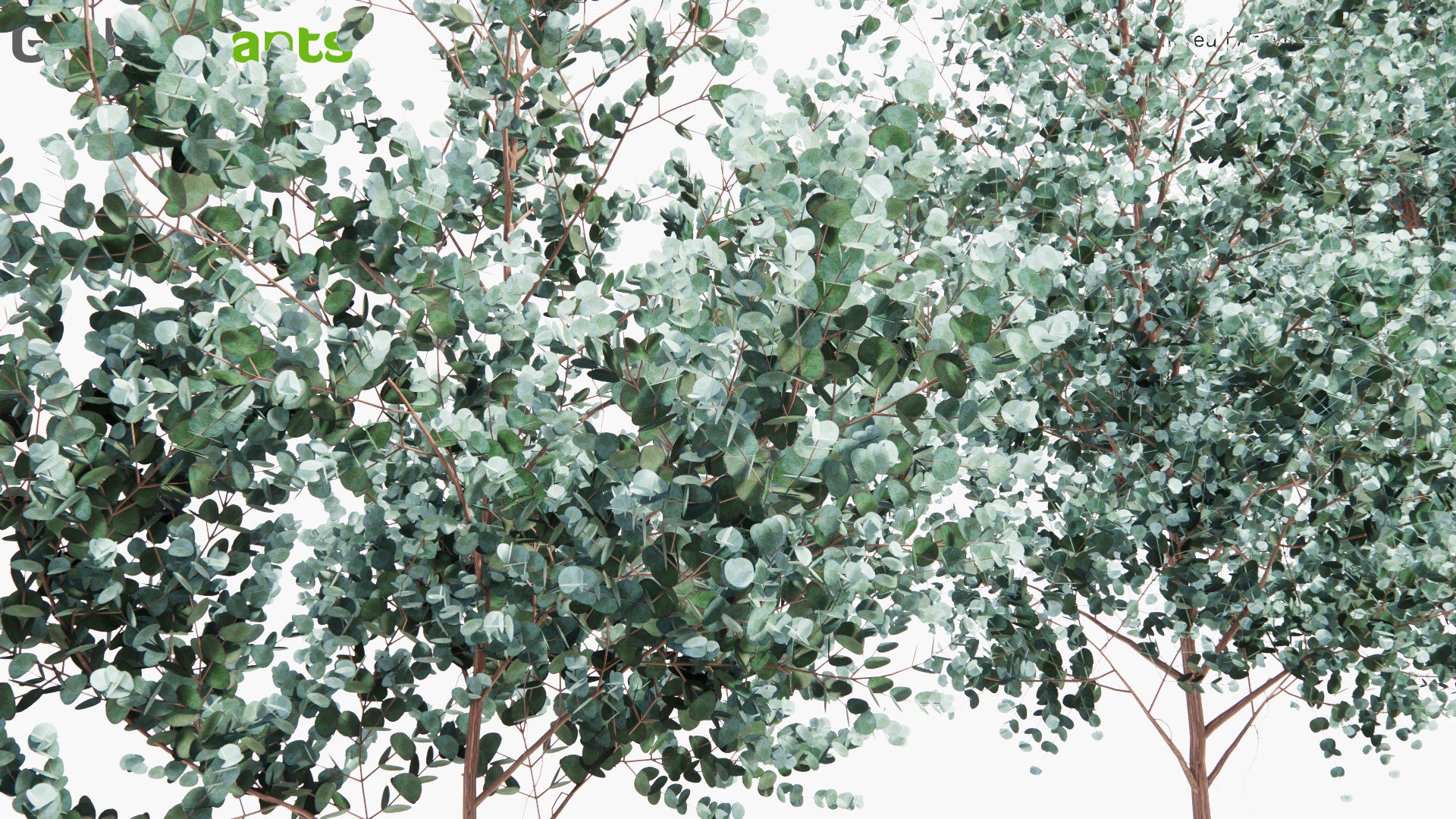 Low Poly Eucalyptus Cinerea - Argyle Apple, Mealy Stringbark (3D Model)