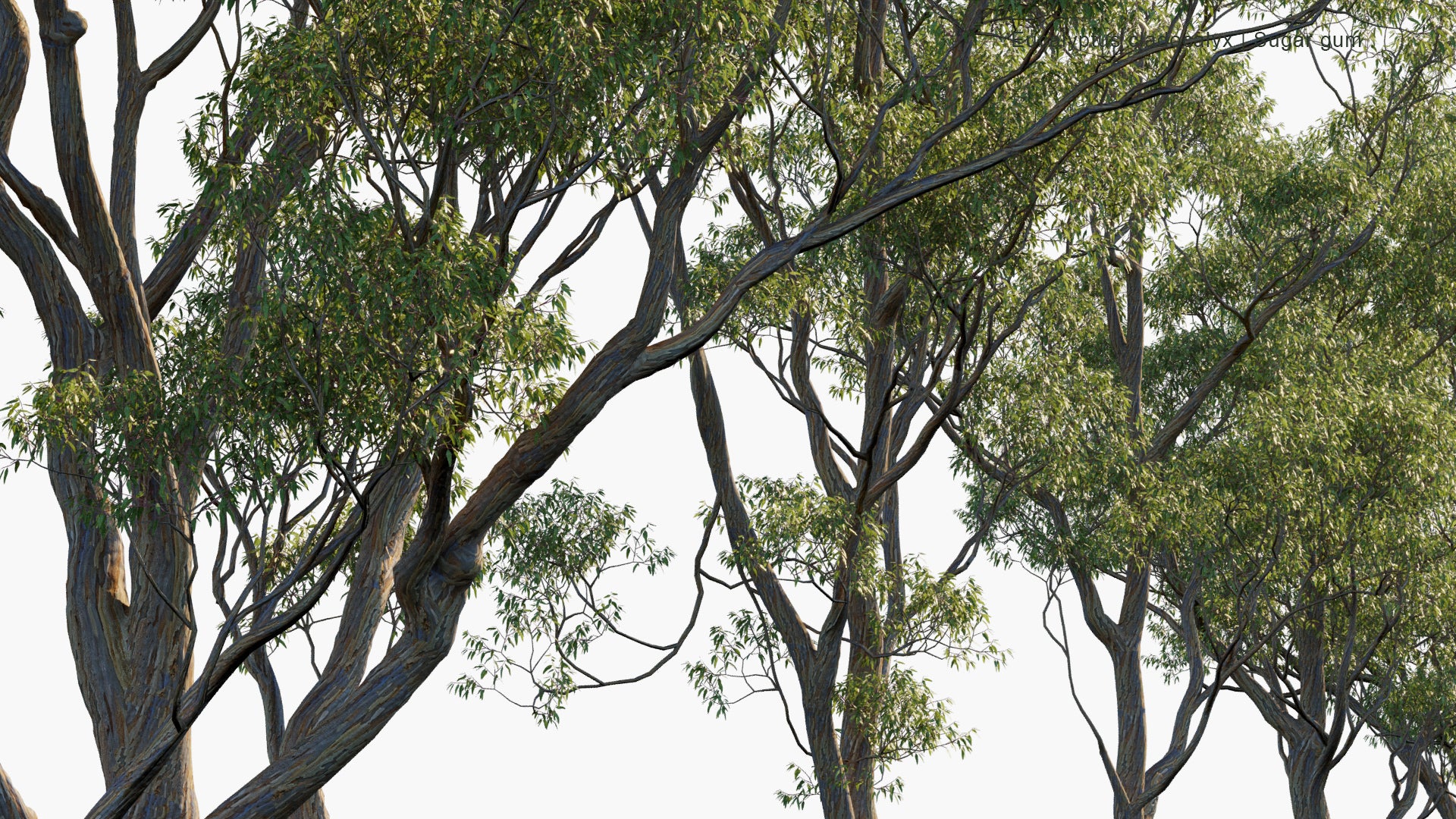 Eucalyptus Cladocalyx 3D Model
