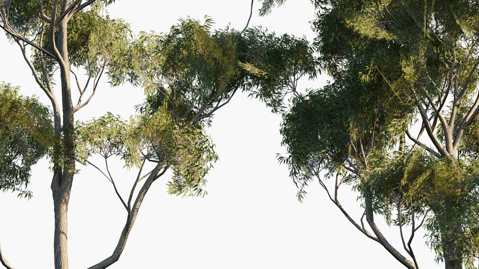 Low Poly Eucalyptus Cladocalyx - Sugar Gum (3D Model)