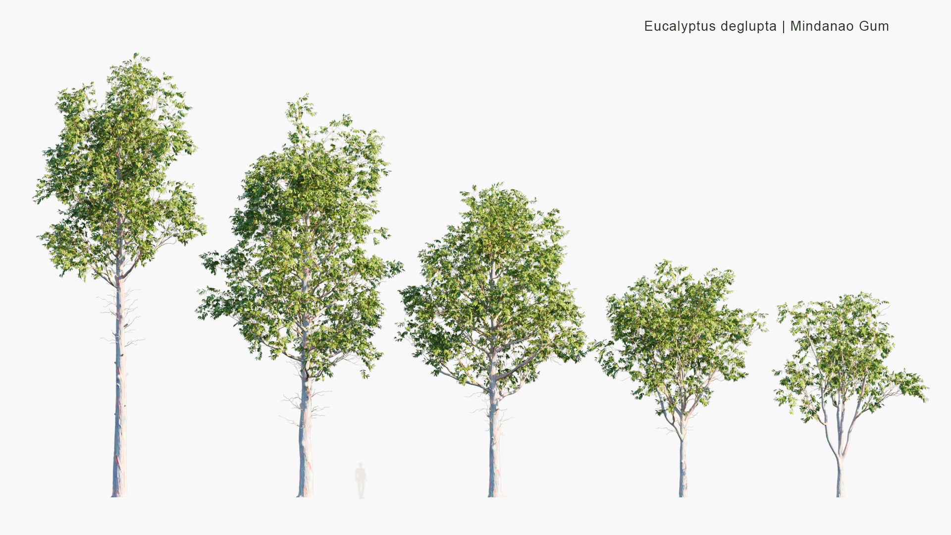 Eucalyptus Deglupta - Rainbow Eucalyptus, Mindanao Gum, Rainbow Gum (3D Model)