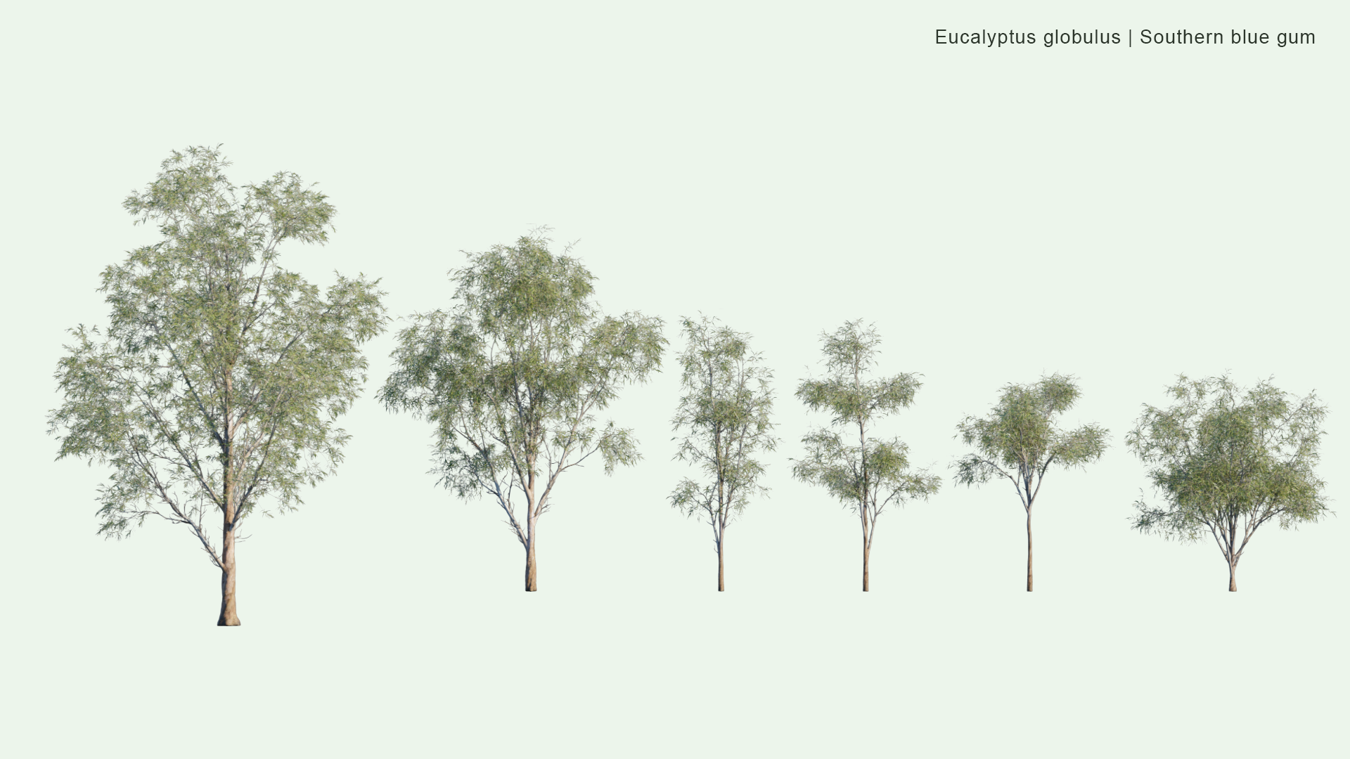 2D Eucalyptus Globulus - Southern Blue Gum