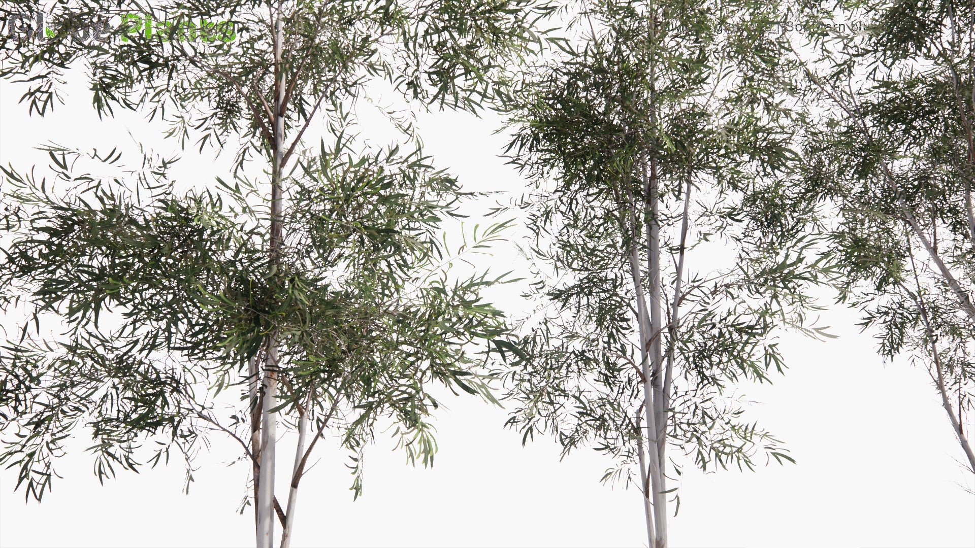 Low Poly Eucalyptus Globulus - Southern Blue Gum (3D Model)