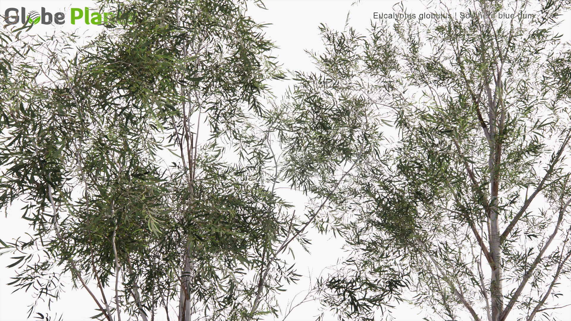 Low Poly Eucalyptus Globulus - Southern Blue Gum (3D Model)