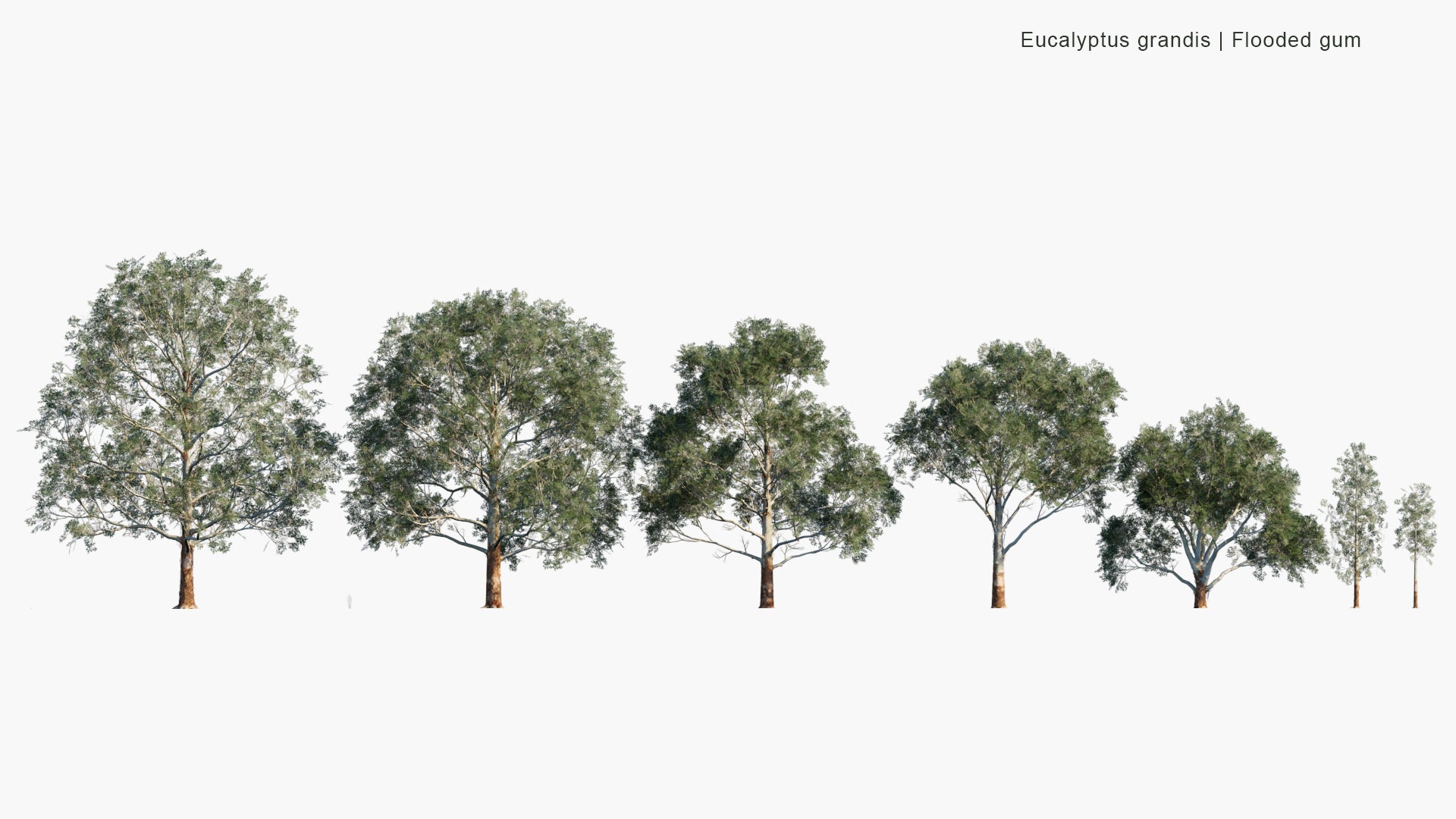 Low Poly Eucalyptus Grandis - Flooded Gum, Rose Gum (3D Model)