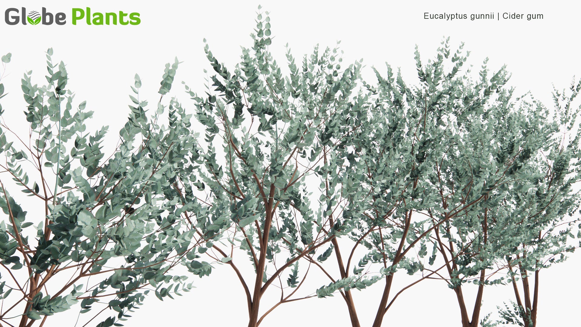 Low Poly Eucalyptus Gunnii - Cider Gum (3D Model)