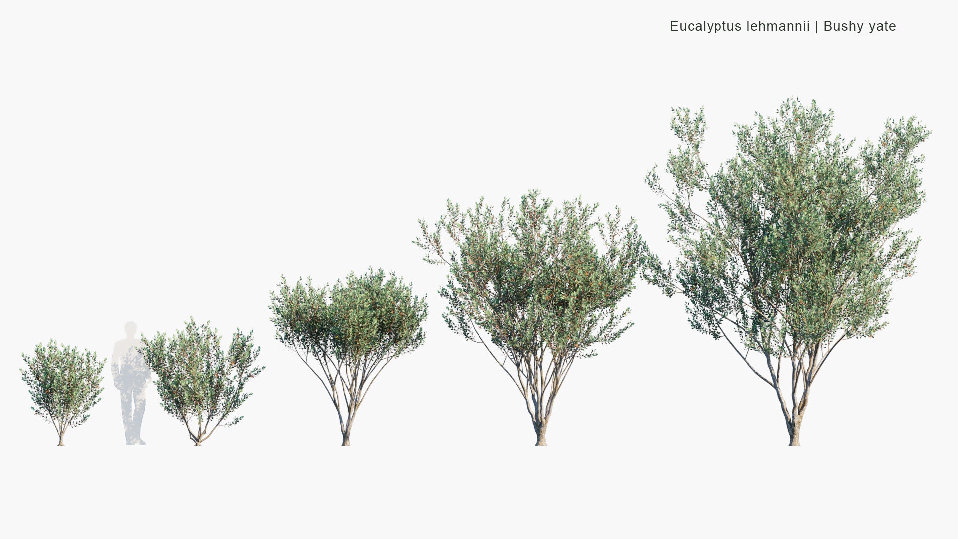 Low Poly Eucalyptus Lehmannii - Bushy Yate (3D Model)