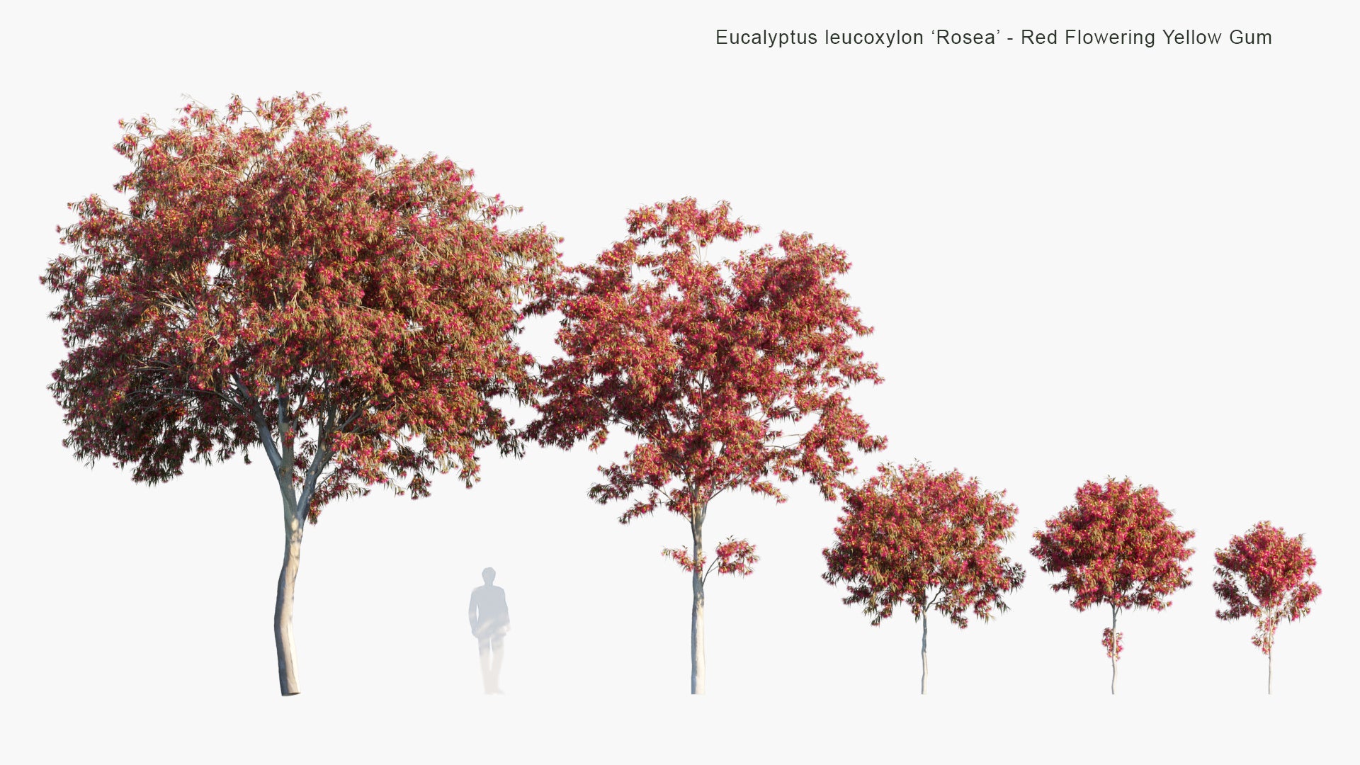 Eucalyptus Leucoxylon 'Rosea' 3D Model