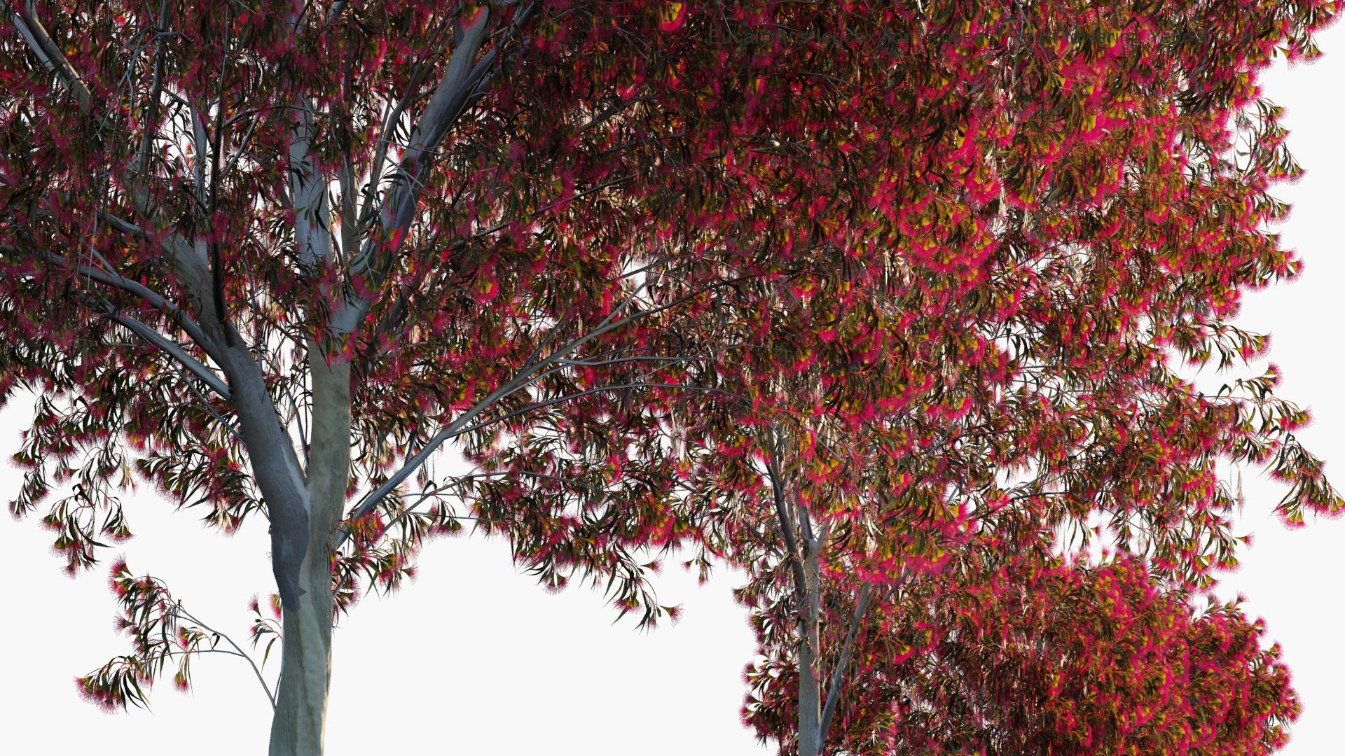 Low Poly Eucalyptus Leucoxylon 'Rosea' - Red Flowering Yellow Gum (3D Model)