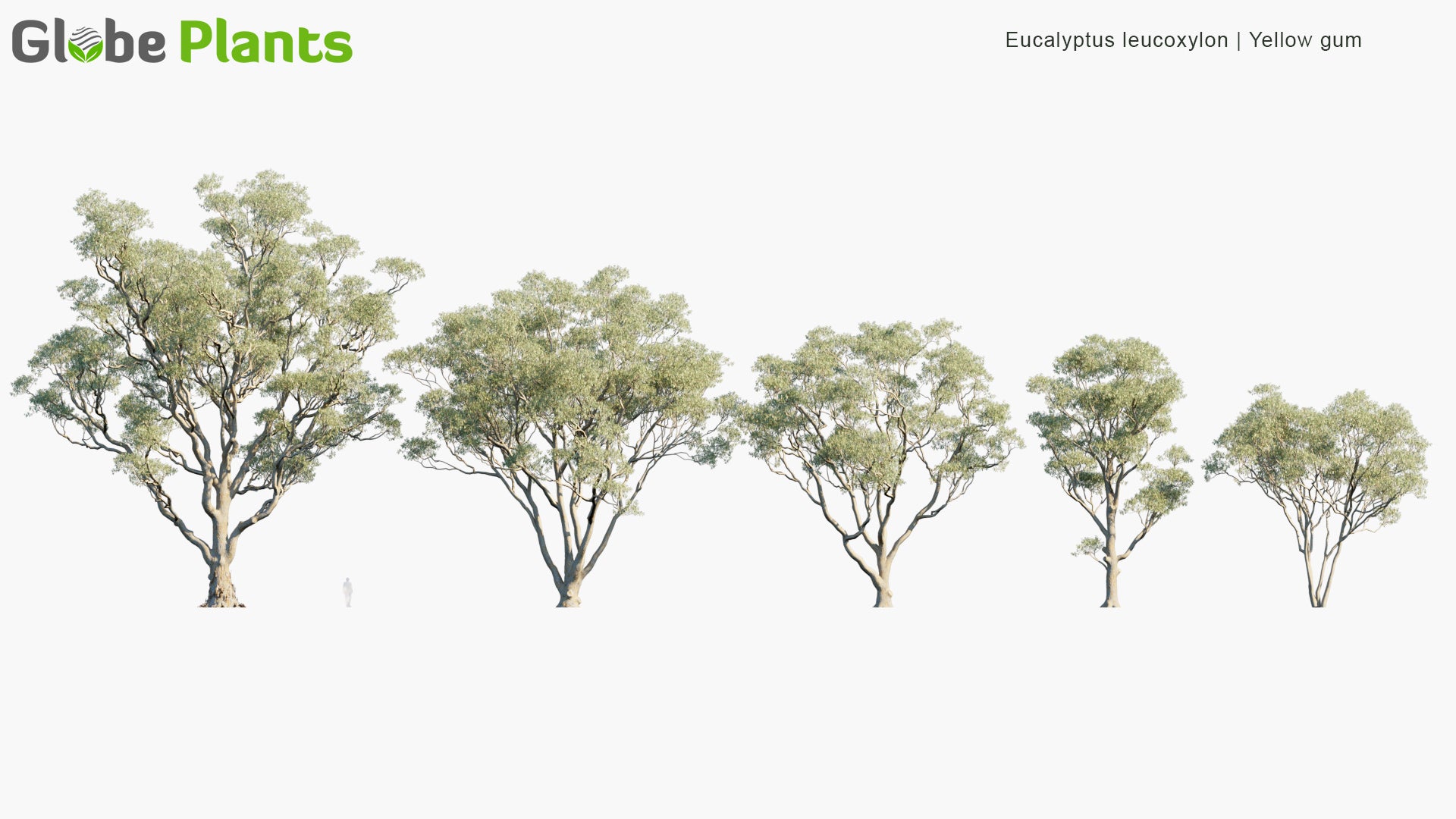 Eucalyptus Leucoxylon - Yellow Gum, Blue Gum, White Ironbark (3D Model)