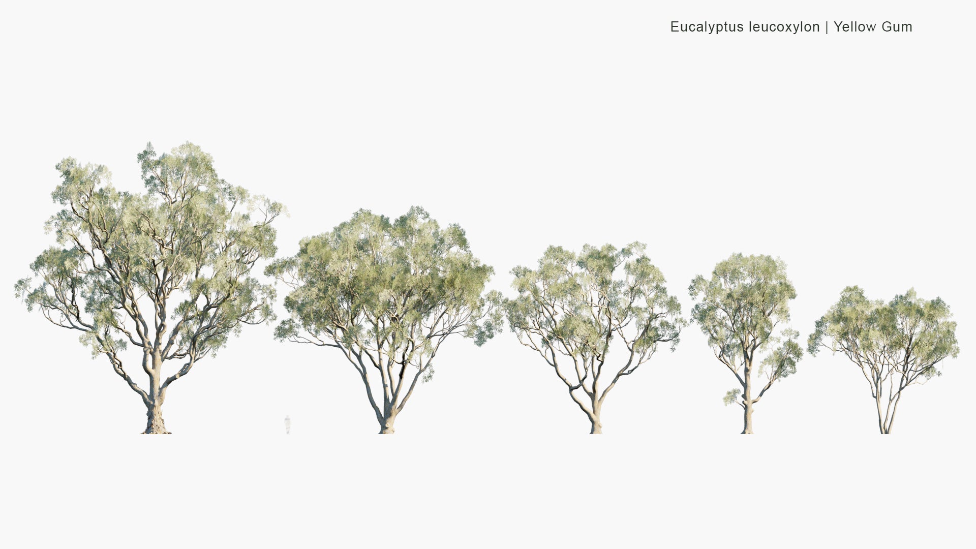 Low Poly Eucalyptus Leucoxylon - Yellow Gum, Blue Gum, White Ironbark (3D Model)