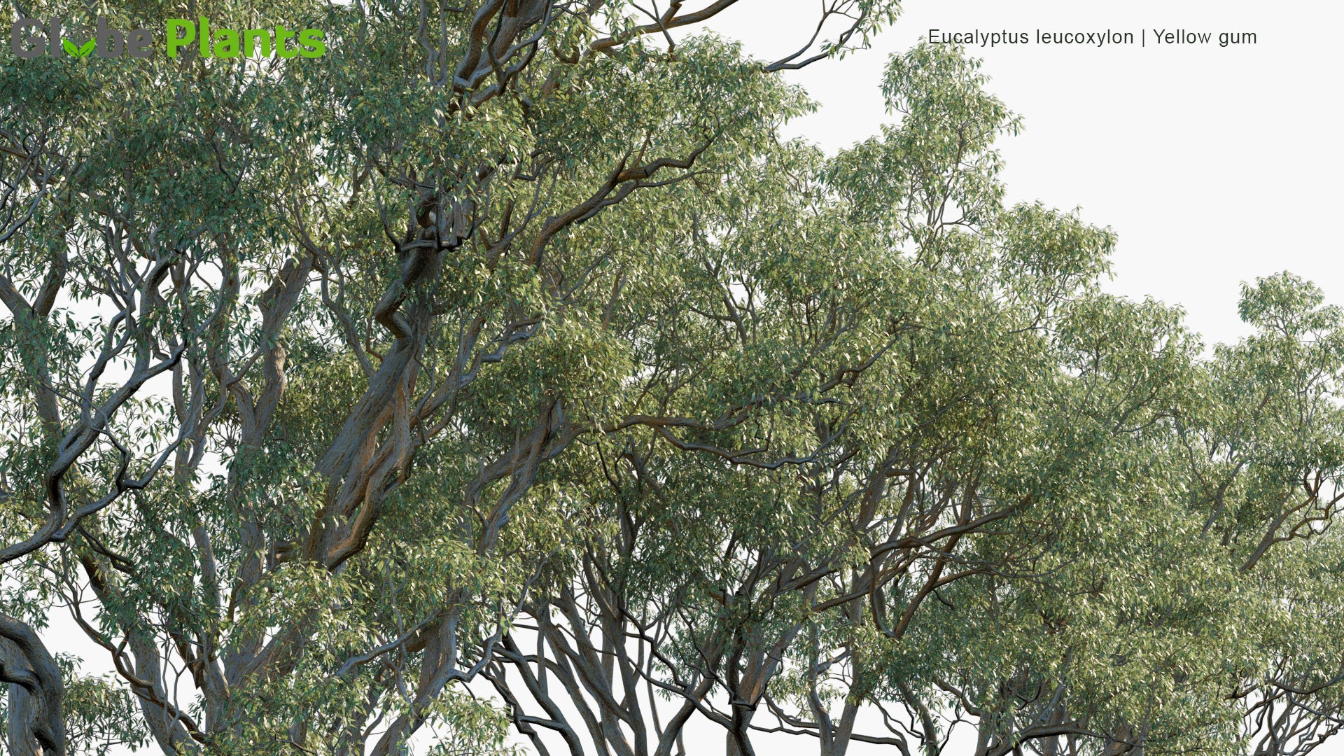 Eucalyptus Leucoxylon - Yellow Gum, Blue Gum, White Ironbark (3D Model)