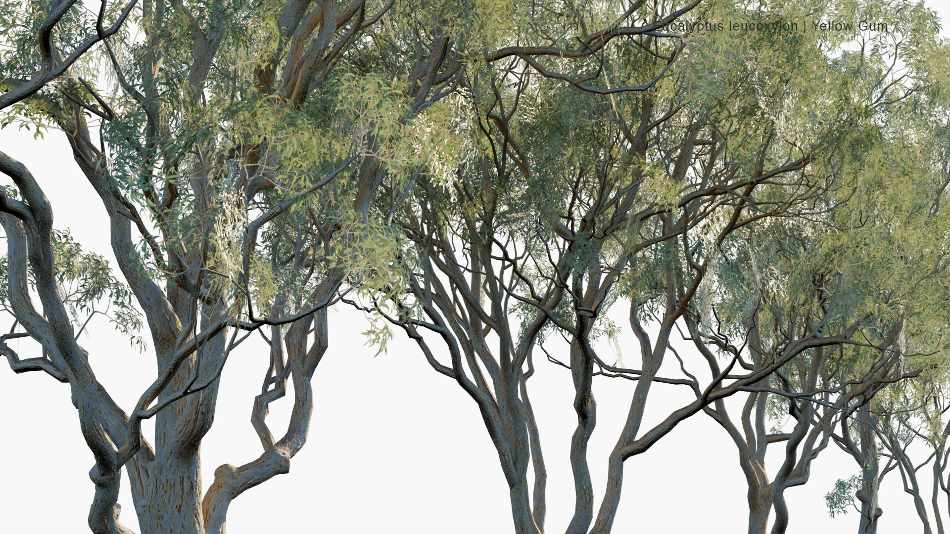 Low Poly Eucalyptus Leucoxylon - Yellow Gum, Blue Gum, White Ironbark (3D Model)