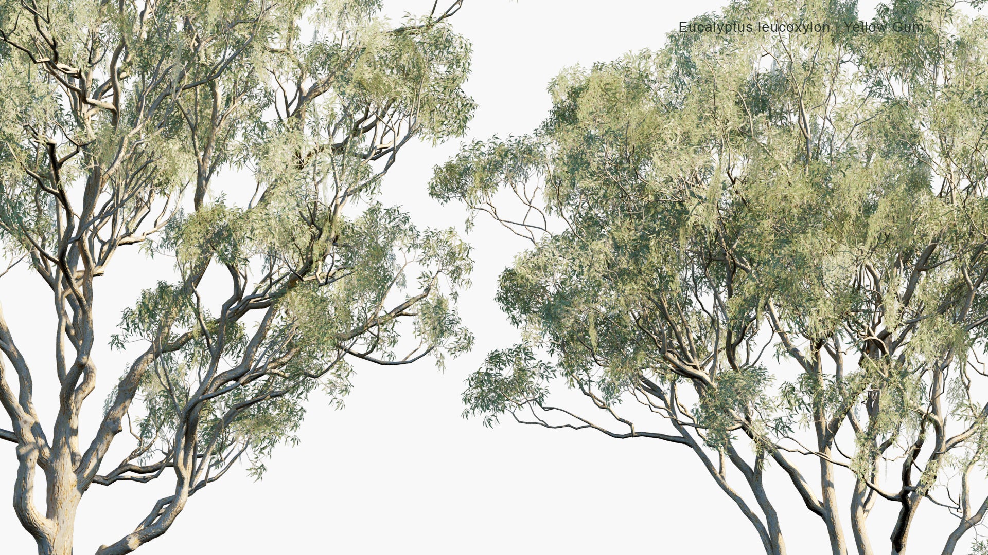 Low Poly Eucalyptus Leucoxylon - Yellow Gum, Blue Gum, White Ironbark (3D Model)