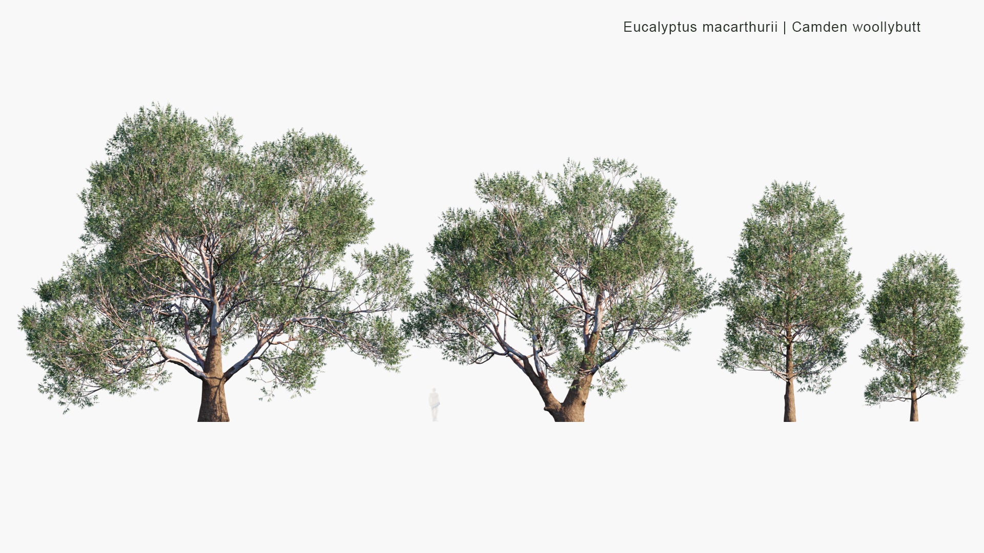 Low Poly Eucalyptus Macarthurii - Camden Woollybutt, Paddy's River Box (3D Model)