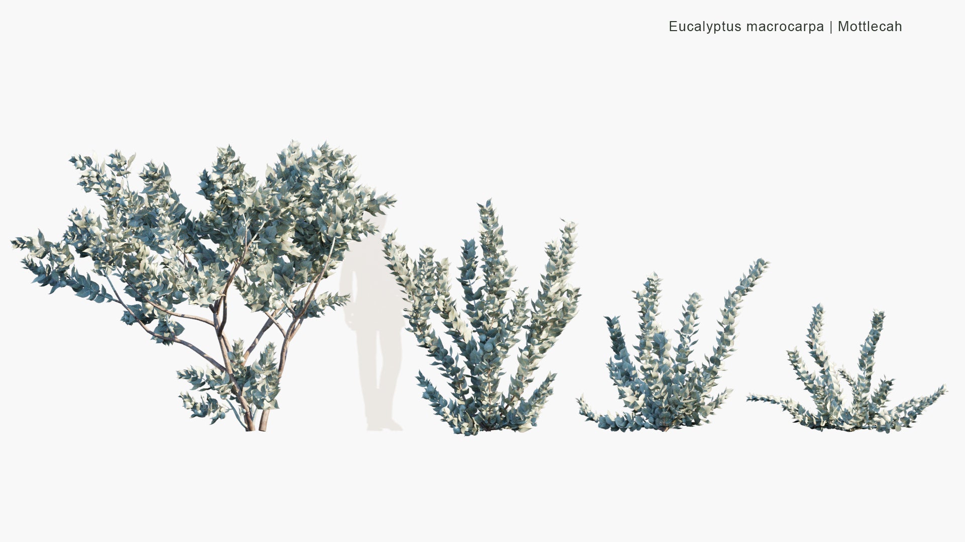 Eucalyptus Macrocarpa - Mottlecah (3D Model)