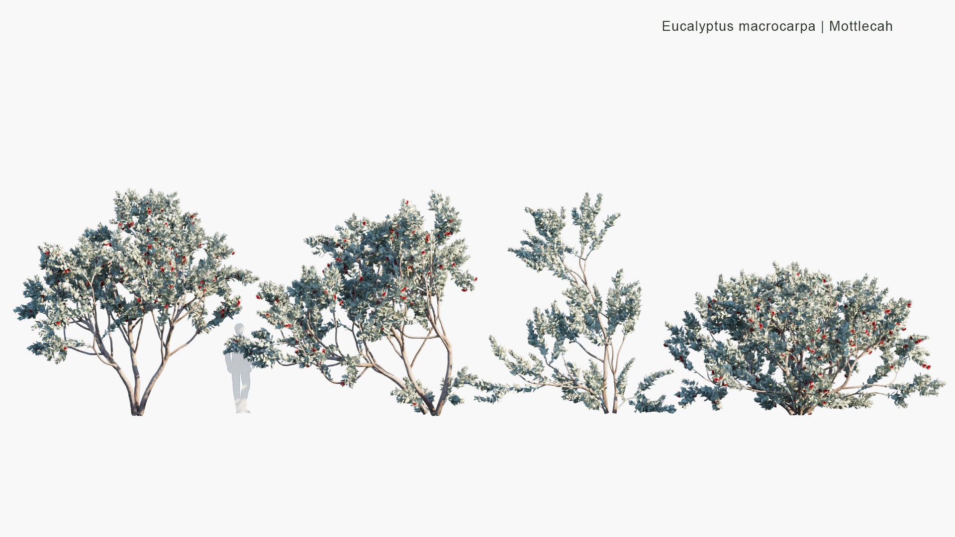 Eucalyptus Macrocarpa - Mottlecah (3D Model)