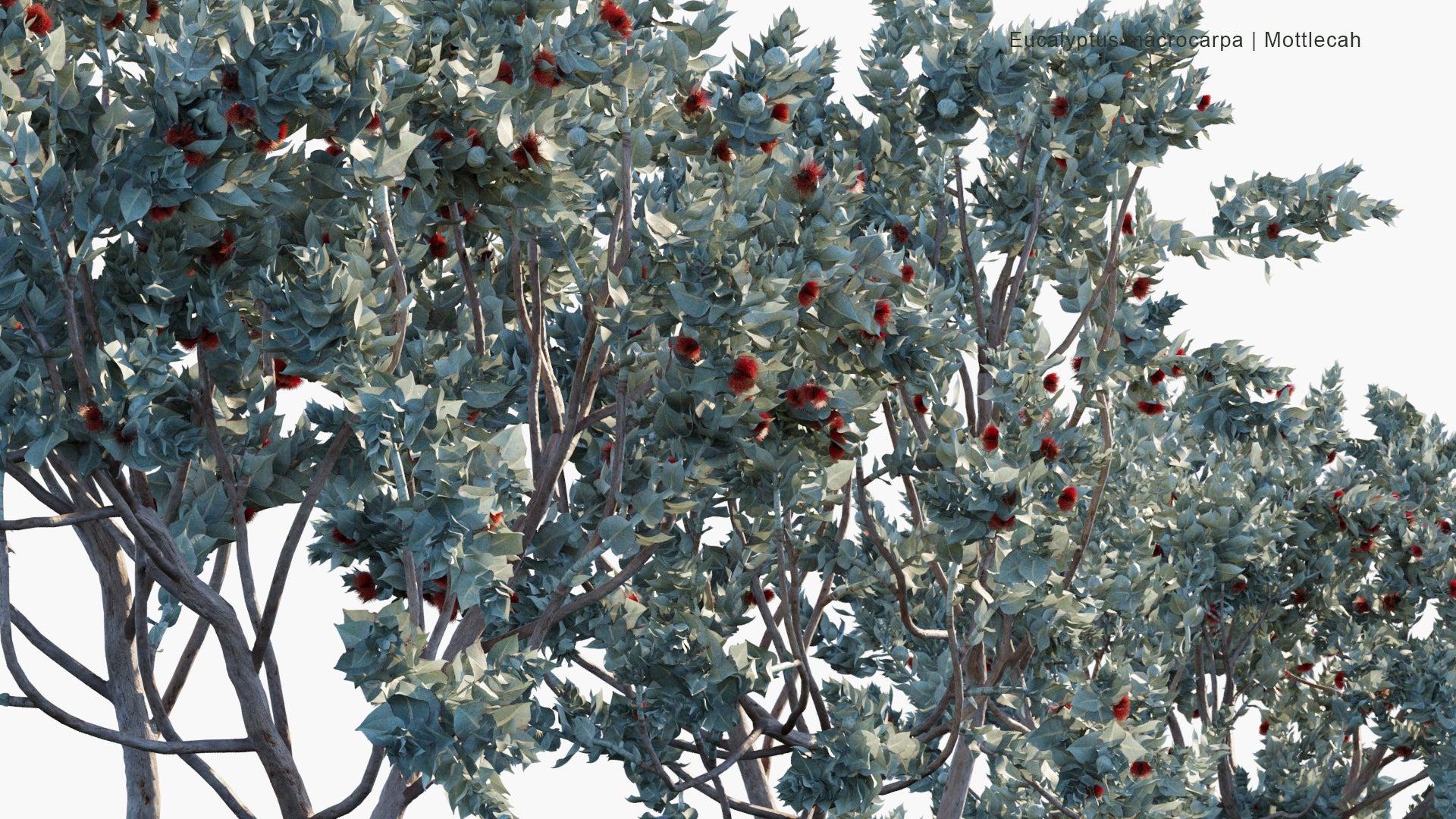 Eucalyptus Macrocarpa - Mottlecah (3D Model)