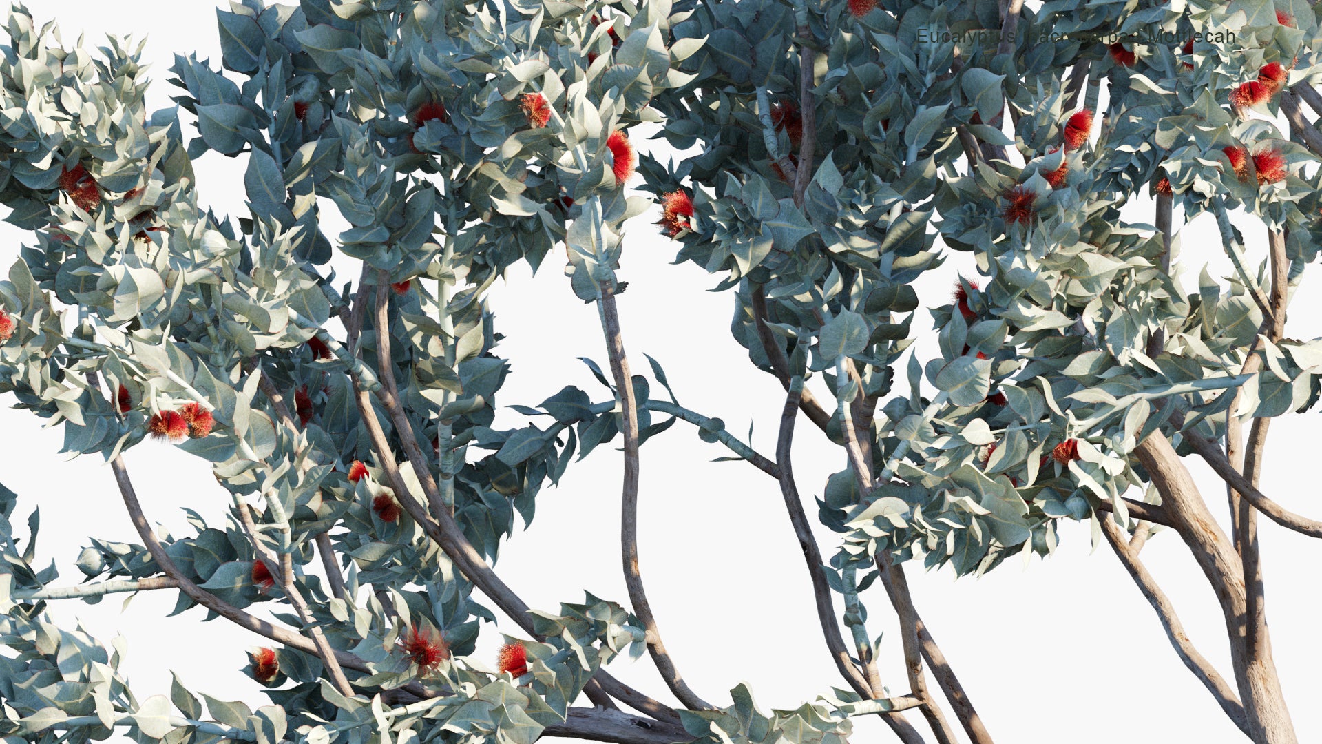 Eucalyptus Macrocarpa - Mottlecah (3D Model)