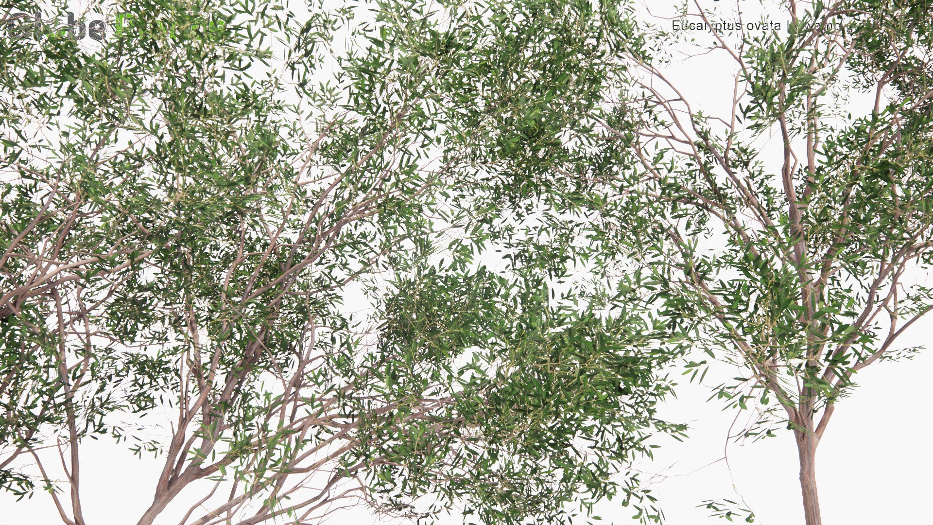 Low Poly Eucalyptus Ovata - Swamp Gum, Black Gum (3D Model)