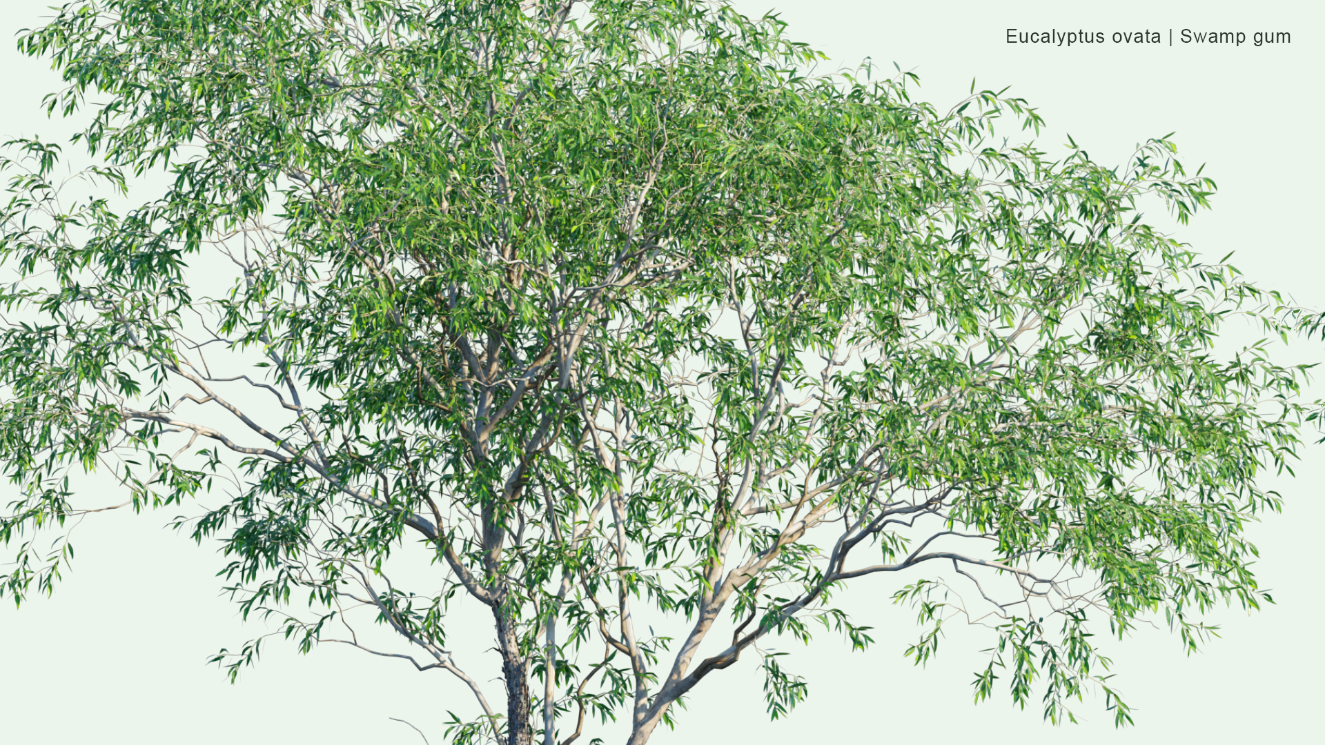 2D Eucalyptus Ovata - Swamp Gum, Black Gum