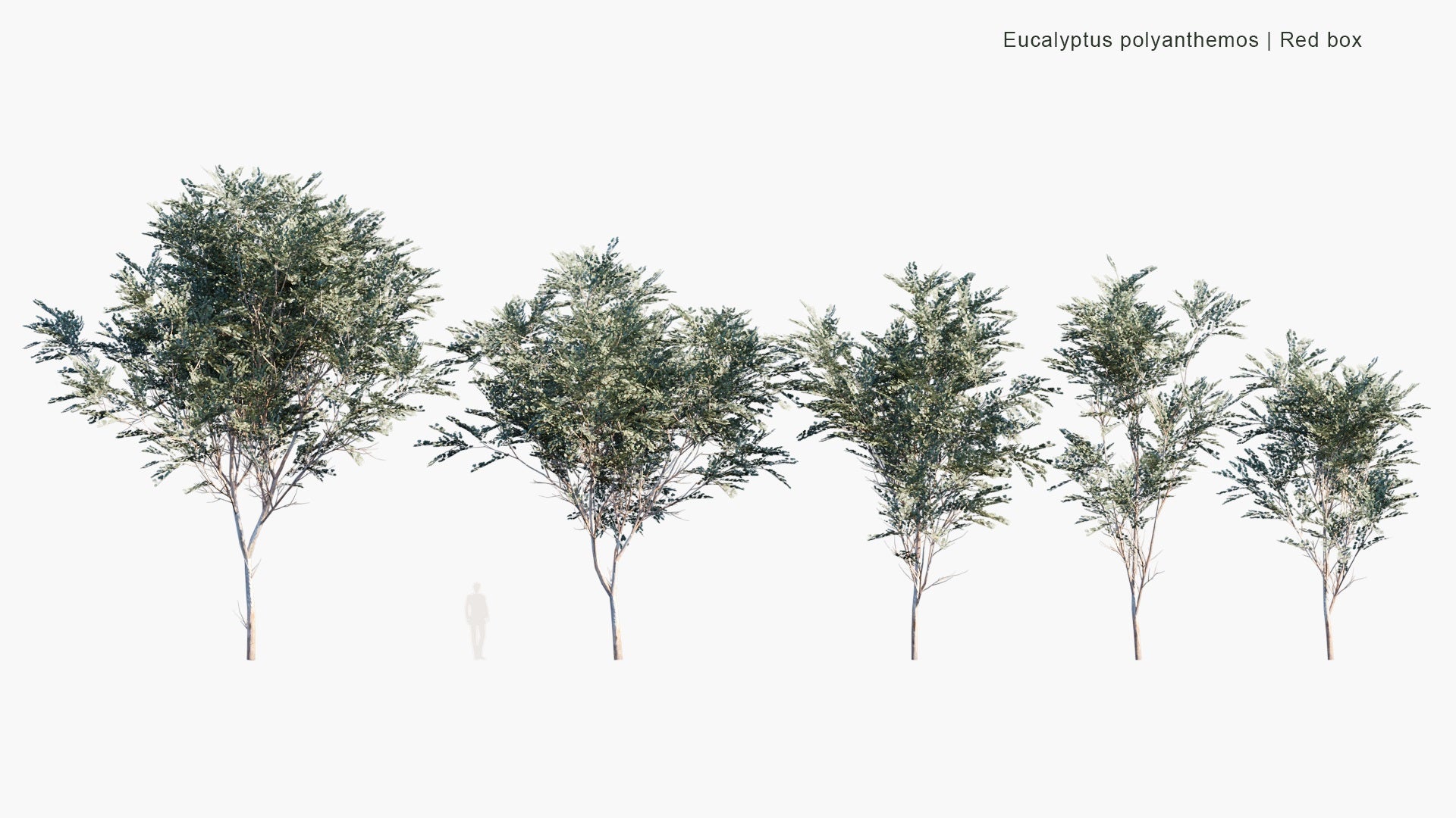 Low Poly Eucalyptus Polyanthemos - Red Box (3D Model)