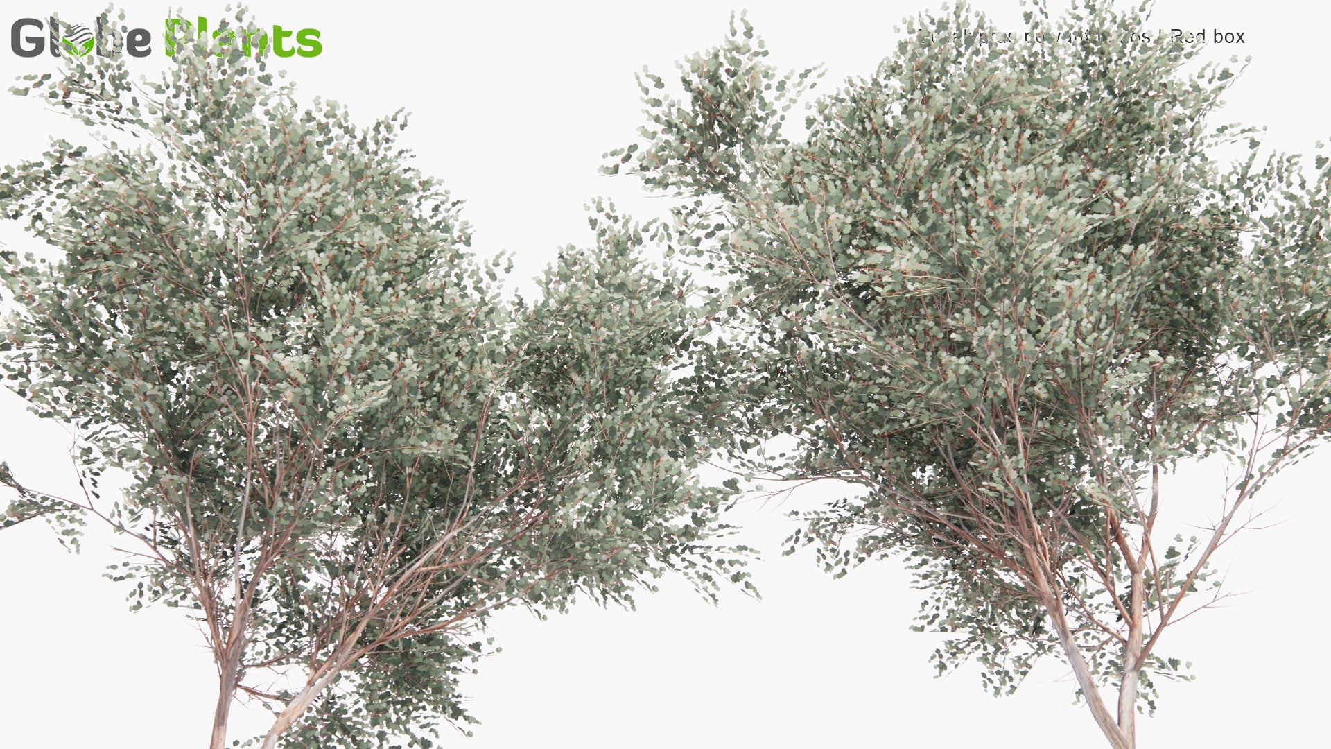 Low Poly Eucalyptus Polyanthemos - Red Box (3D Model)