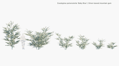 Eucalyptus Pulverulenta 'Baby Blue'