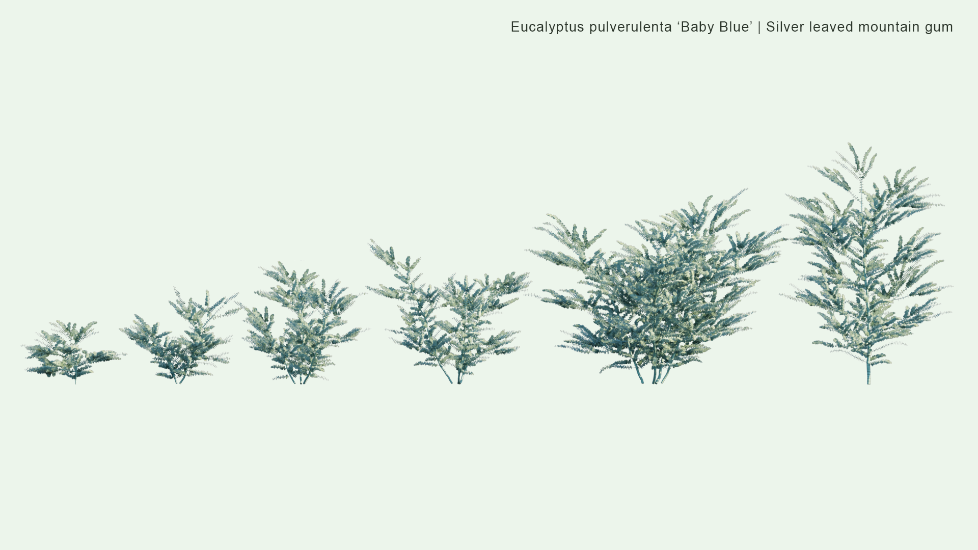 2D Eucalyptus Pulverulenta 'Baby Blue' - Silver-leaved Mountain Gum