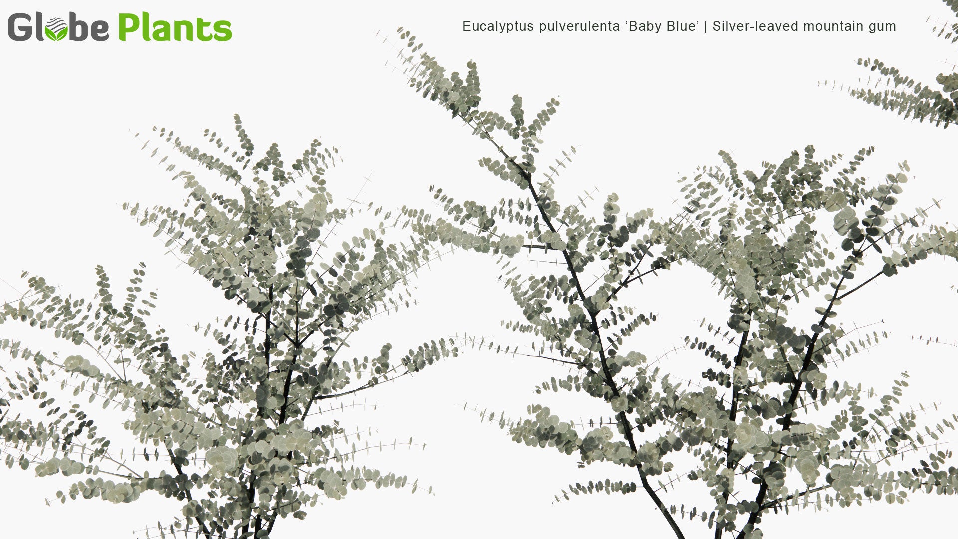 Low Poly Eucalyptus Pulverulenta 'Baby Blue' - Silver-Leaved Mountain Gum (3D Model)
