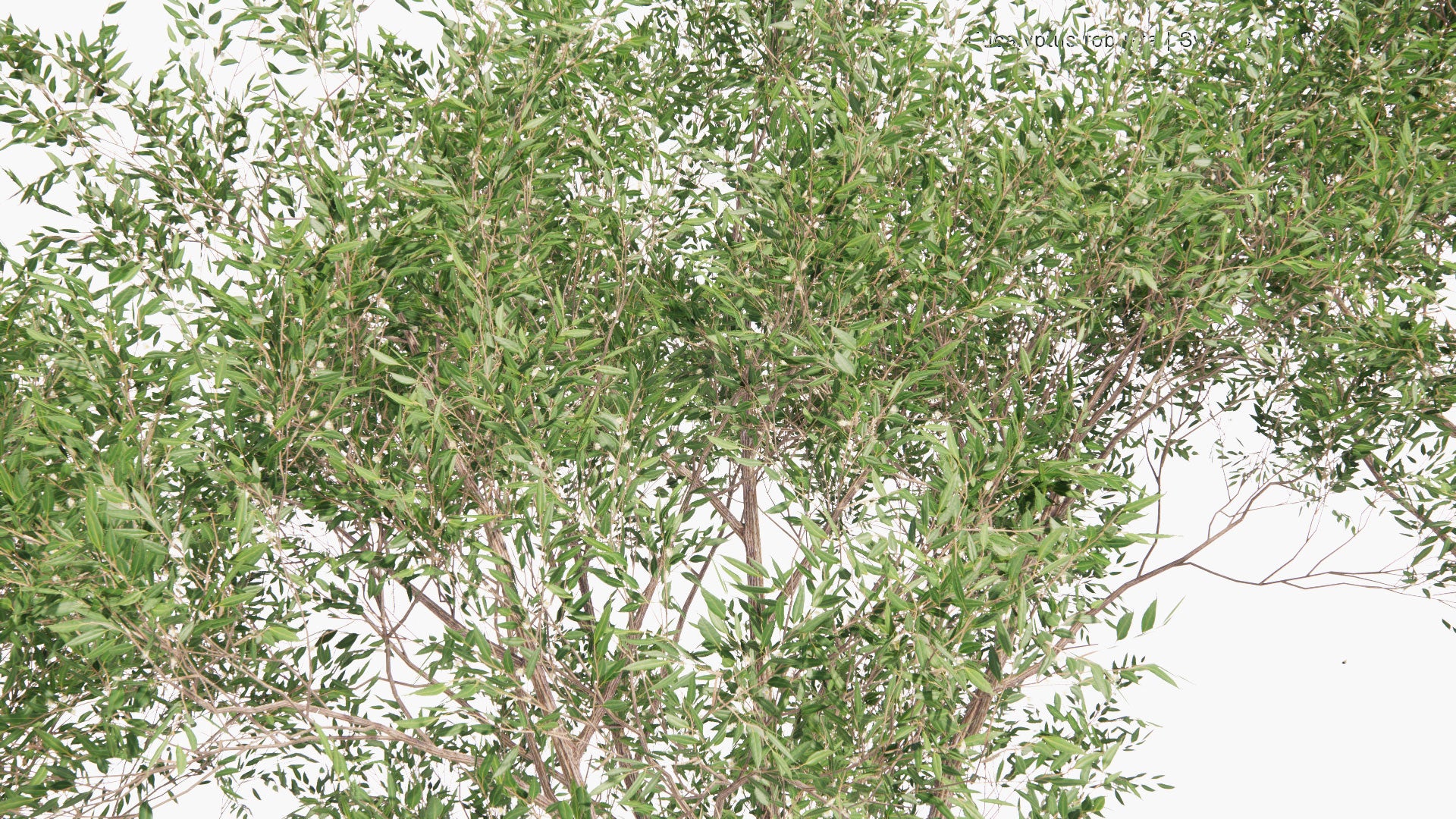 Low Poly Eucalyptus Robusta - Swamp Mahogany (3D Model)