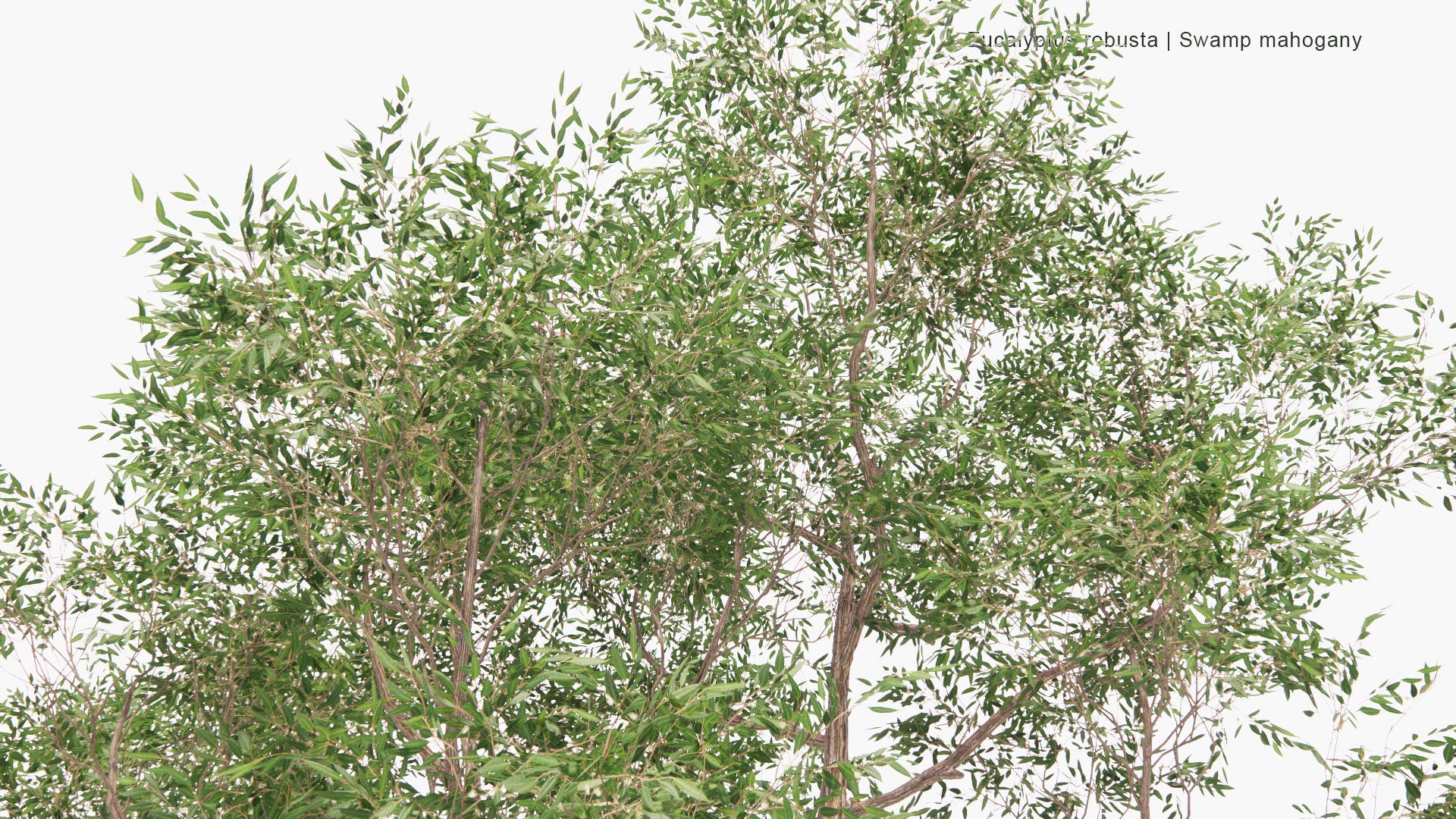 Low Poly Eucalyptus Robusta - Swamp Mahogany (3D Model)