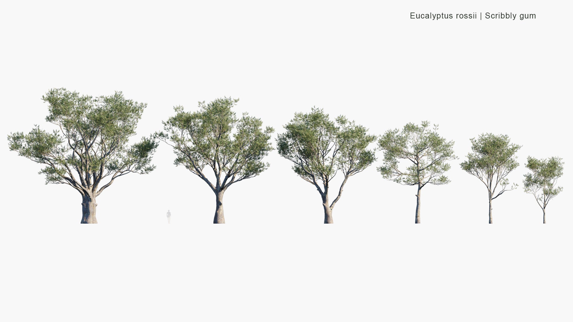 Low Poly Eucalyptus Rossii - Scribbly Gum (3D Model)