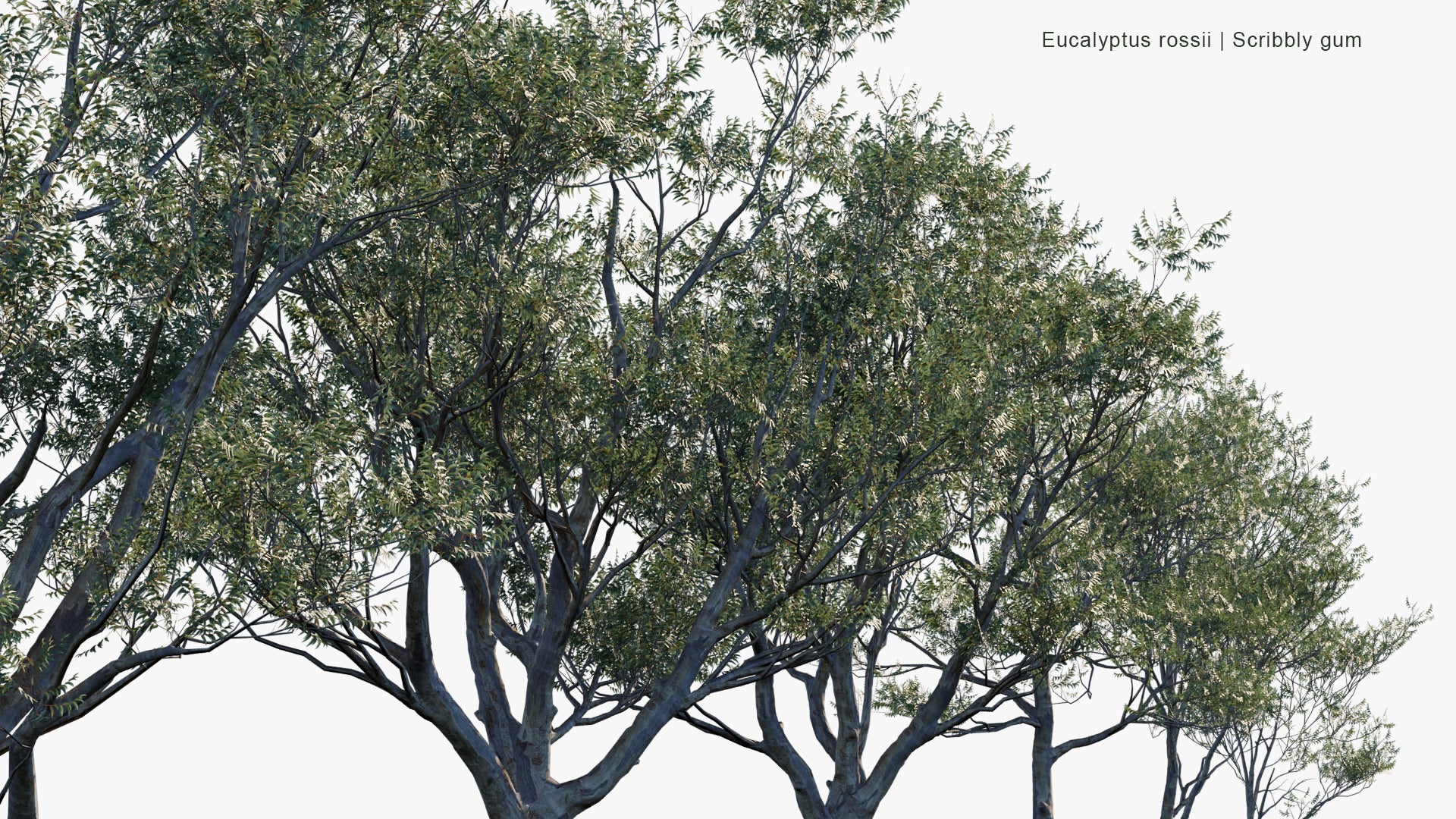 Low Poly Eucalyptus Rossii - Scribbly Gum (3D Model)