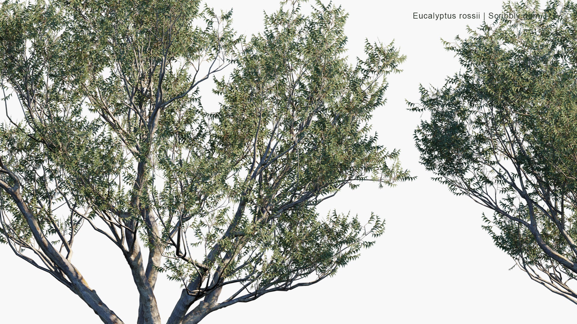 Low Poly Eucalyptus Rossii - Scribbly Gum (3D Model)