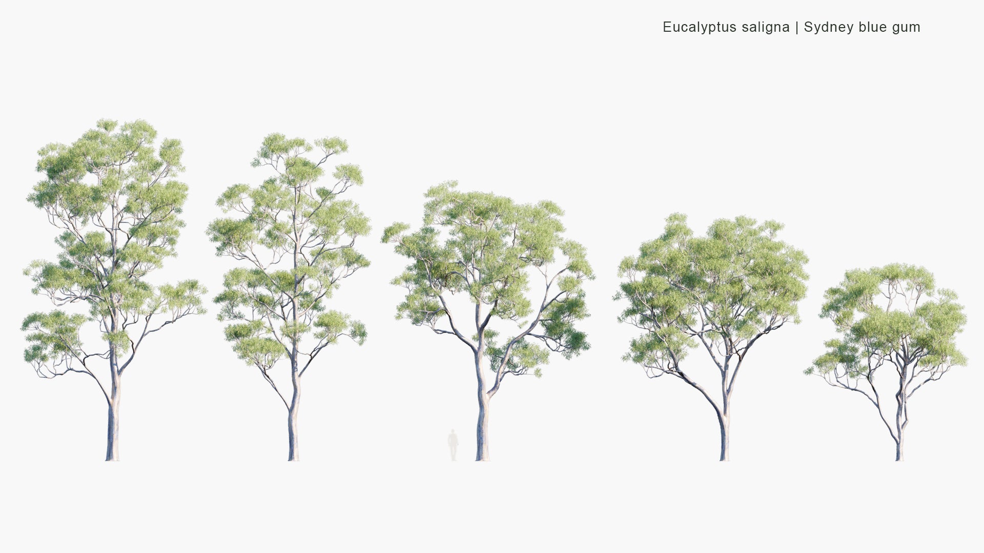 Eucalyptus Saligna 3D Model