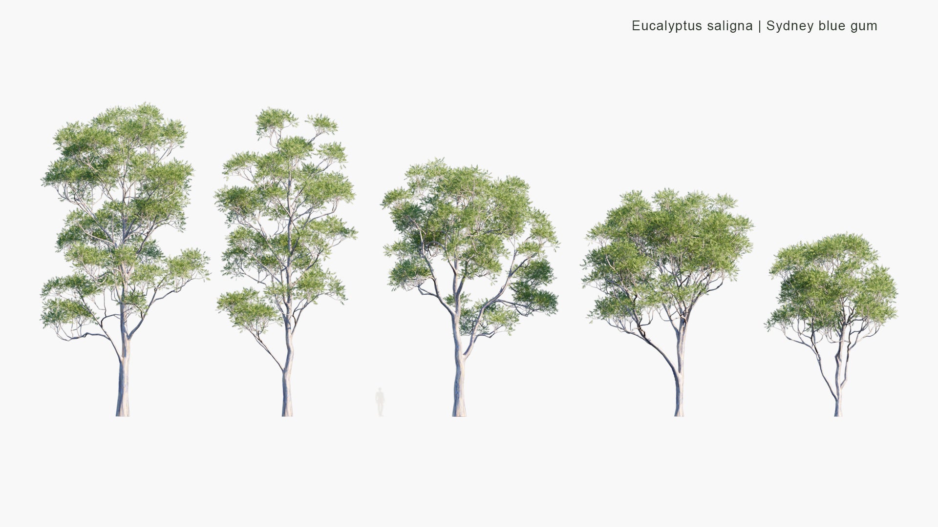 Low Poly Eucalyptus Saligna - Sydney Blue Gum, Blue Gum (3D Model)